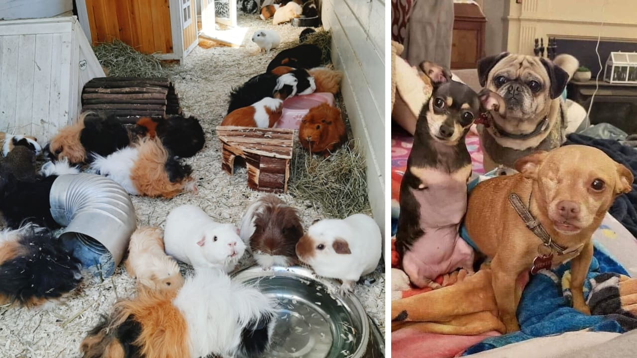 Priya en haar 81 dieren dreigen op straat te belanden: 'Ze hebben allemaal een rugzakje'