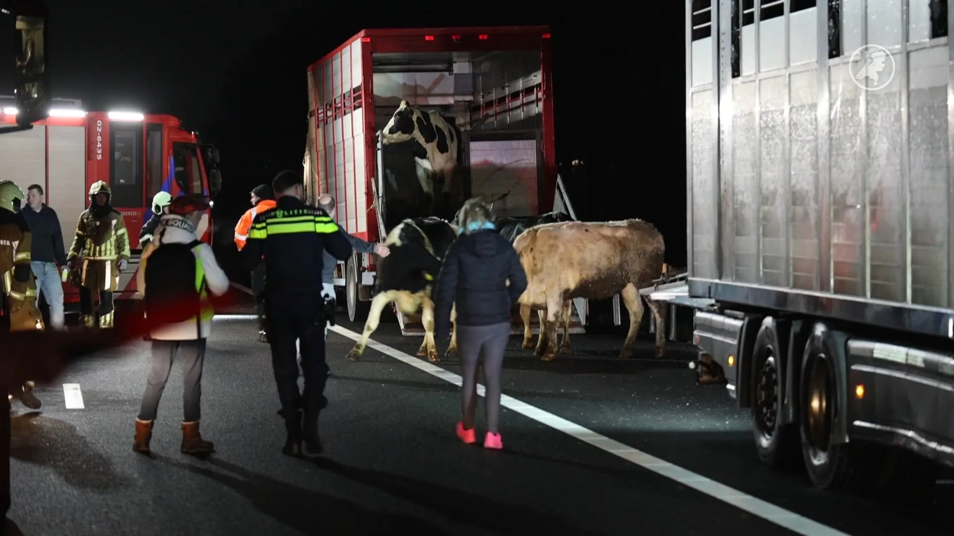 A7 bij Oudehaske dicht om brandende vrachtwagen met koeien