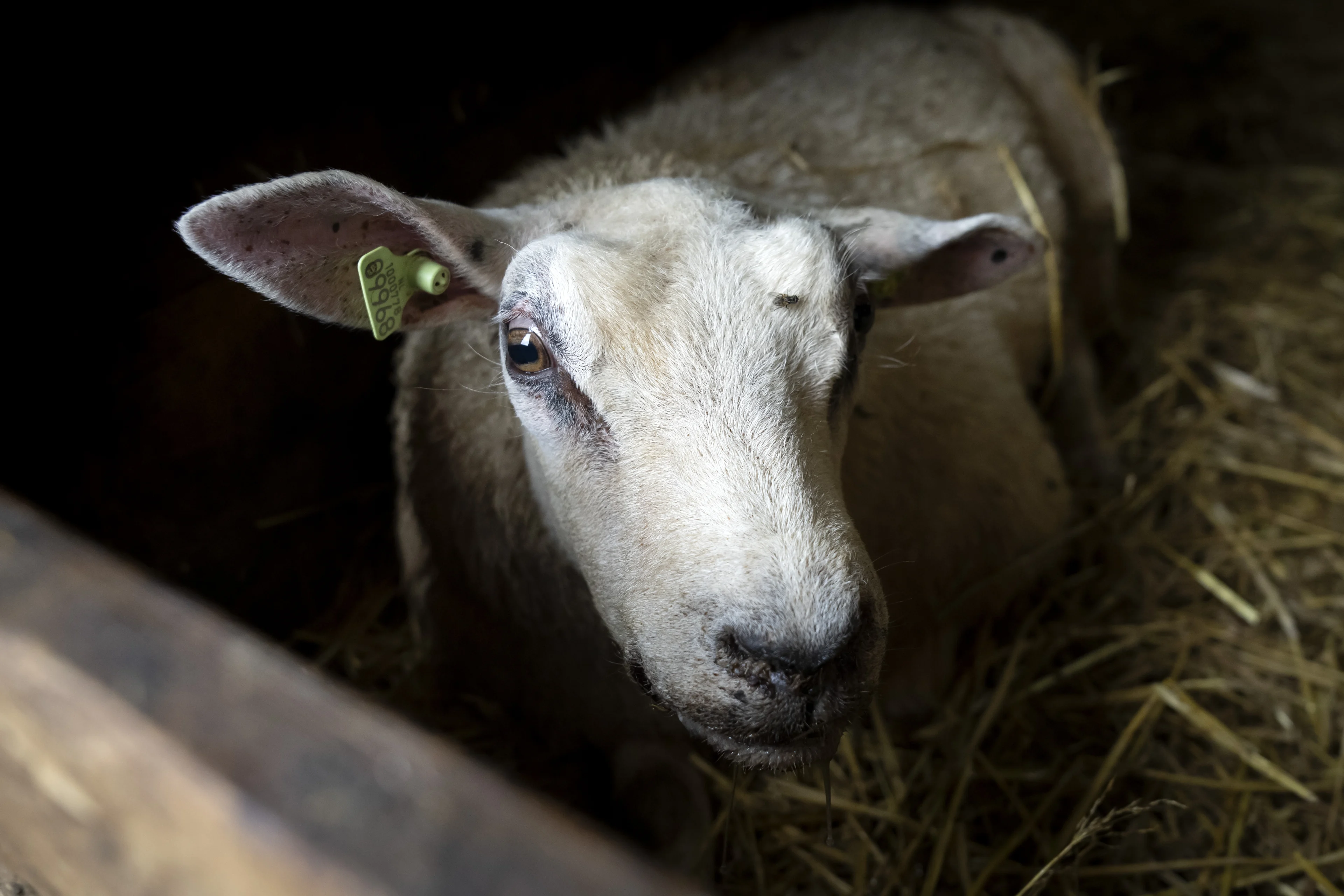 Kwart van schapen bij bedrijven met blauwtong stierf, 37.000 meer dood dan normaal