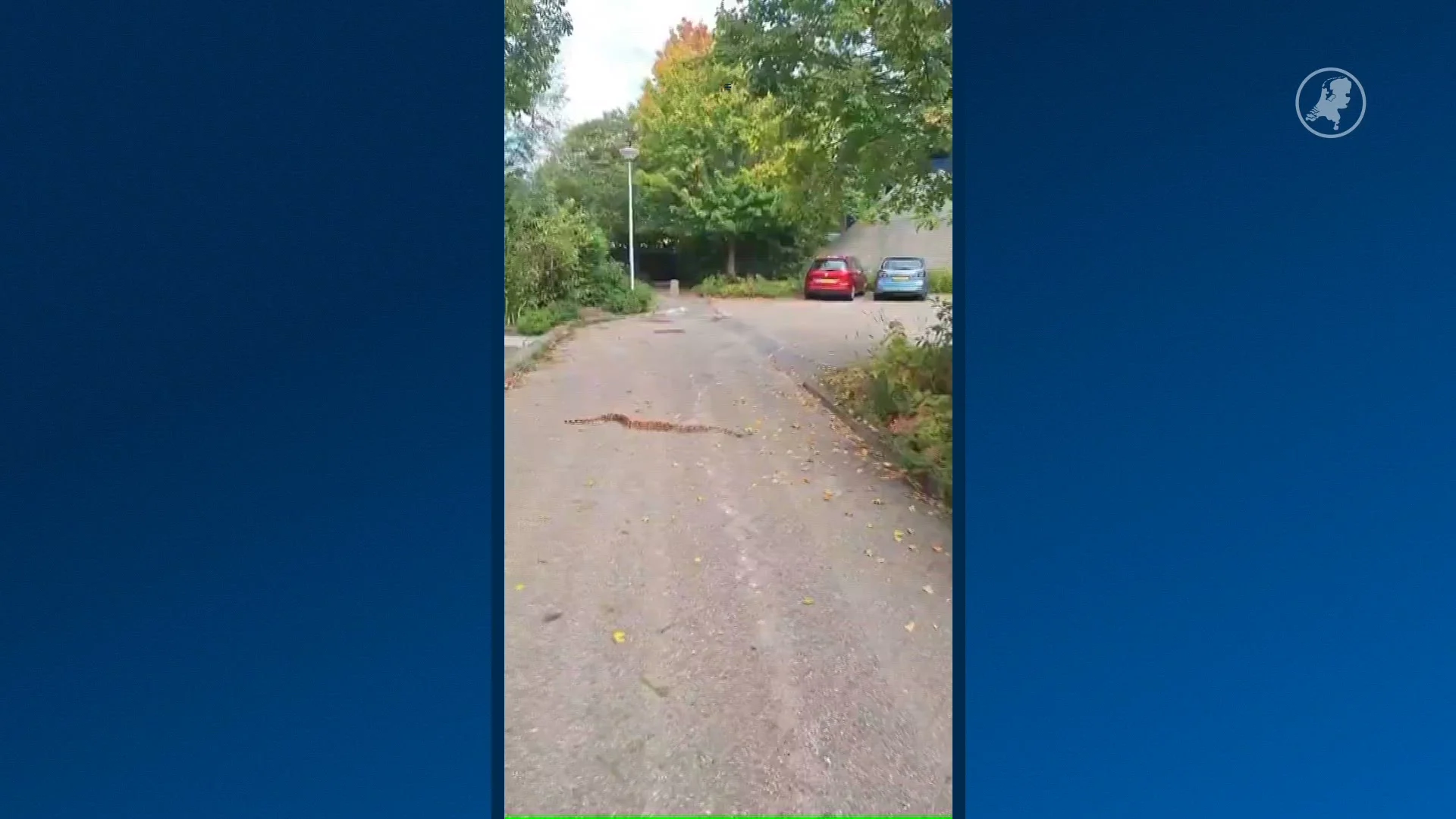 Meterslange wurgslang duikt op in Barendrecht