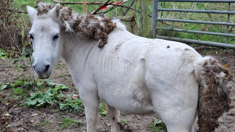 Politie en LID nemen slecht gehuisveste pony’s in beslag