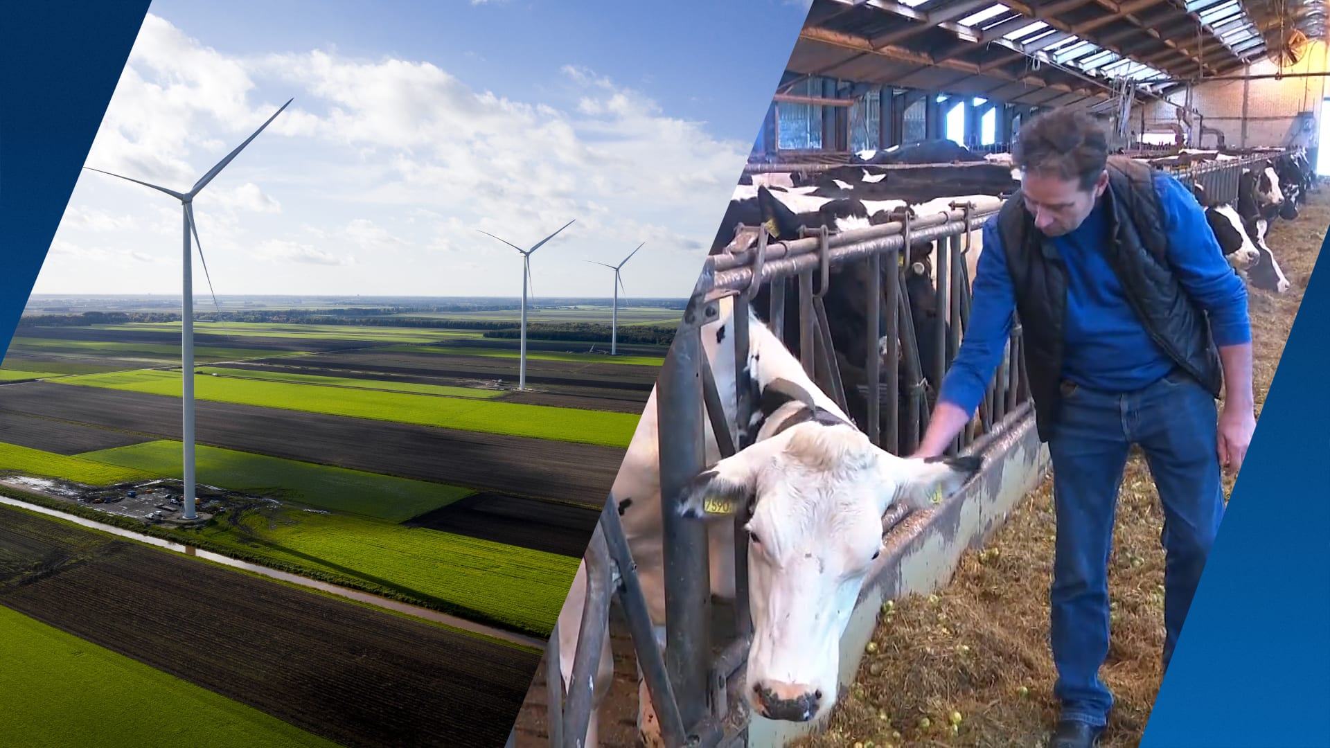 Koeien ziek door 'zwerfstroom'? Provincie wil meer onderzoek