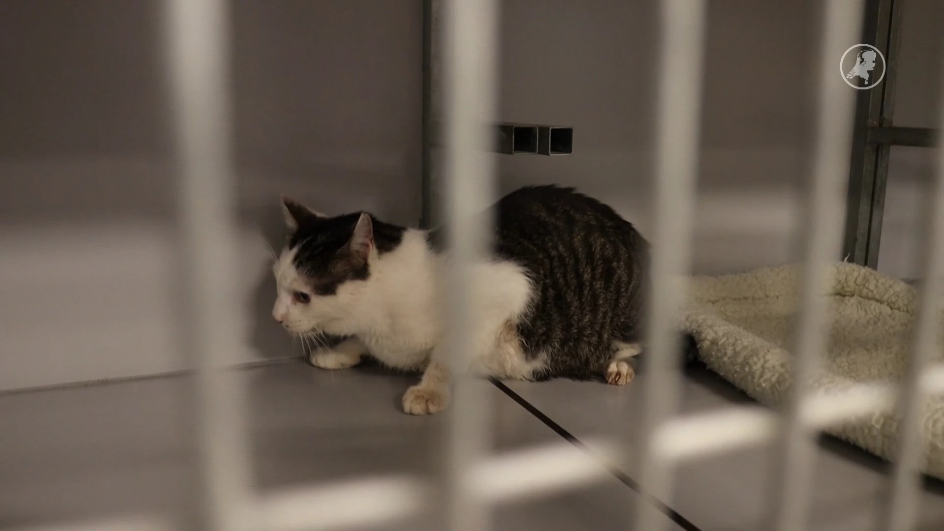 Man dumpt kat zonder water, in volle zon in Noordwijk