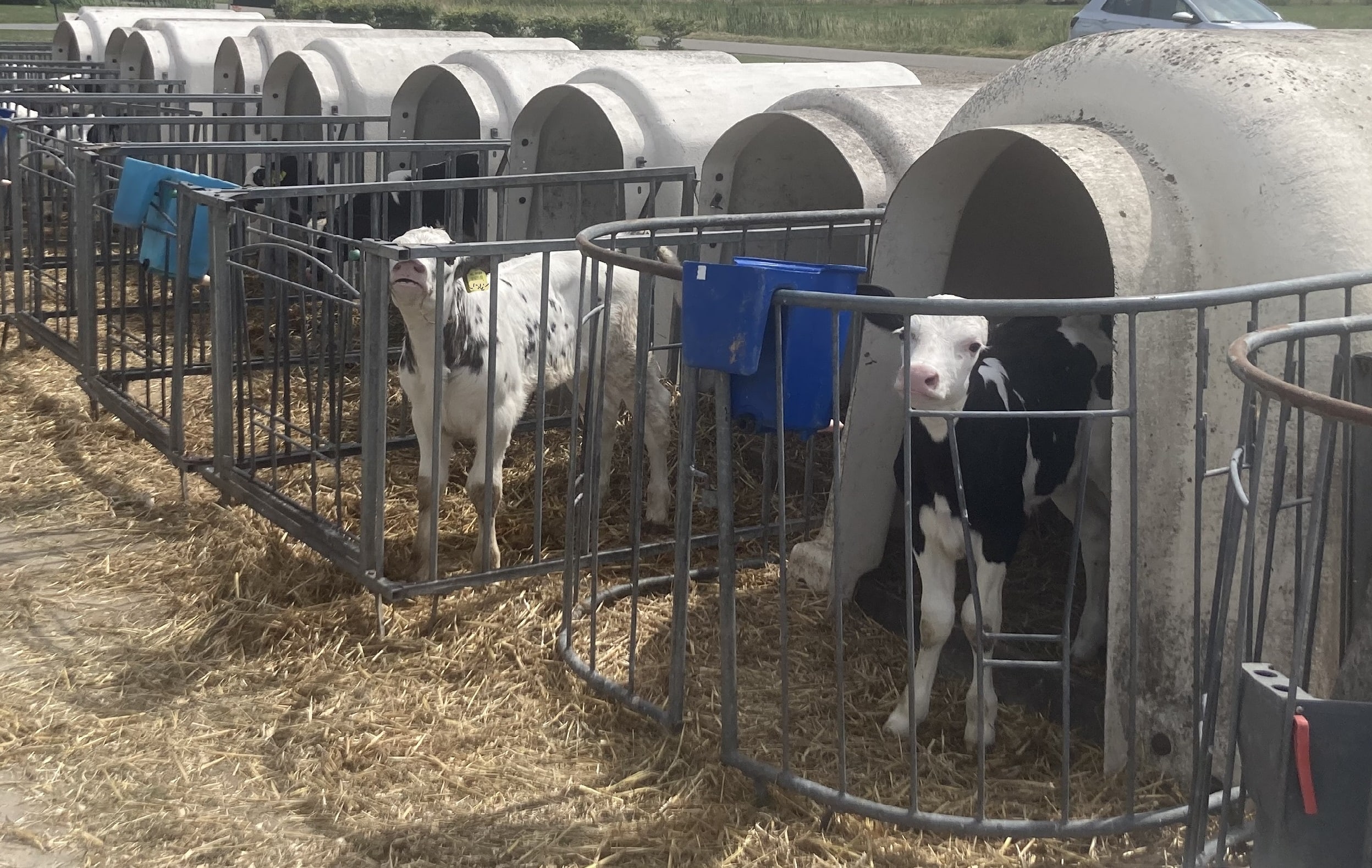 Wakker Dier eist handhaving op kalfjes in bloedhete 'broeikas-iglo'