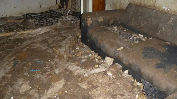 Zeven zwaar verwaarloosde honden gered uit dichtgetimmerd huis: 'Ze stonden in een dikke laag stront'