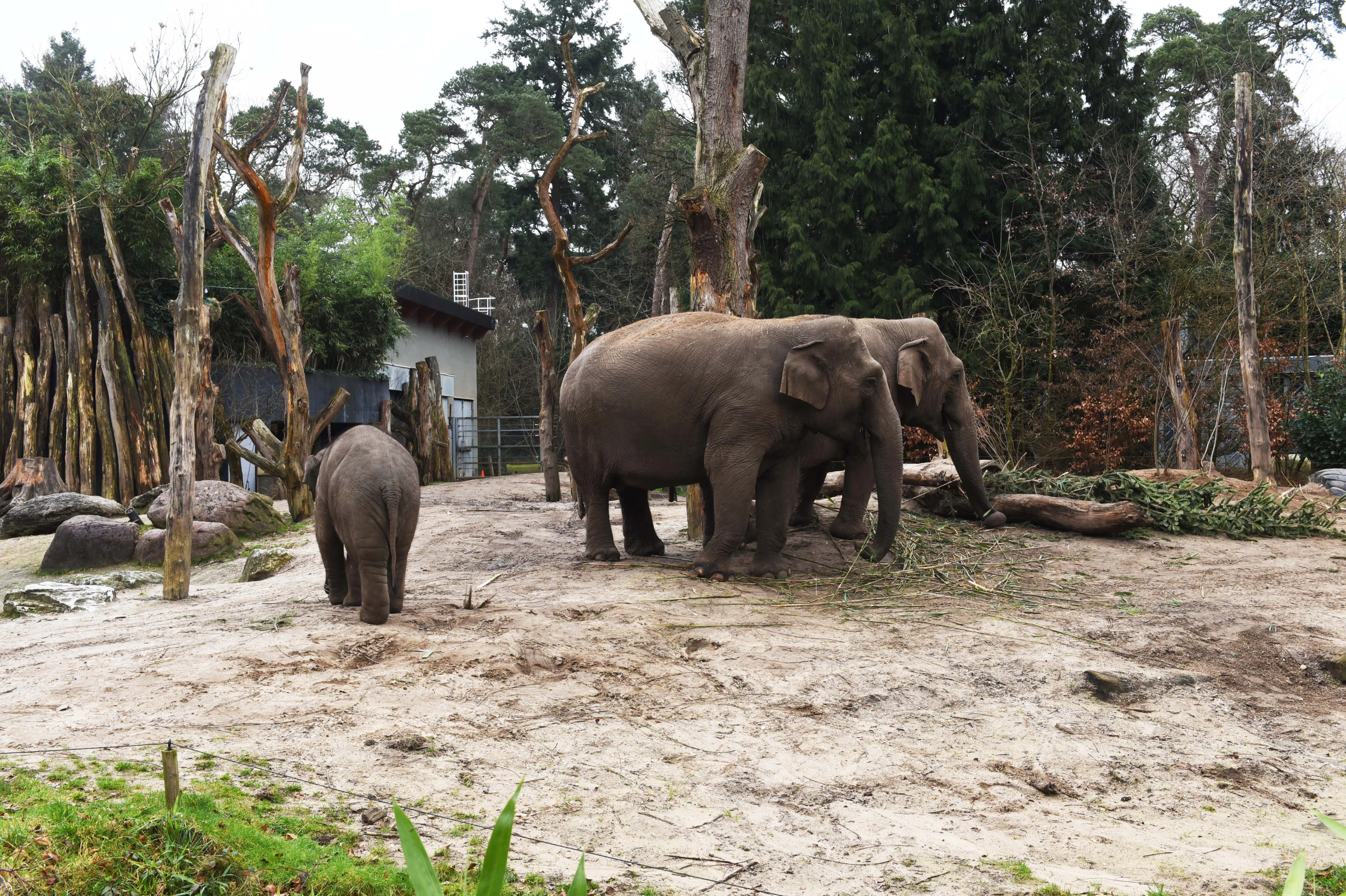 Fans boos om stoppen livestream olifantenverblijf: 'Een soort vriendschap'