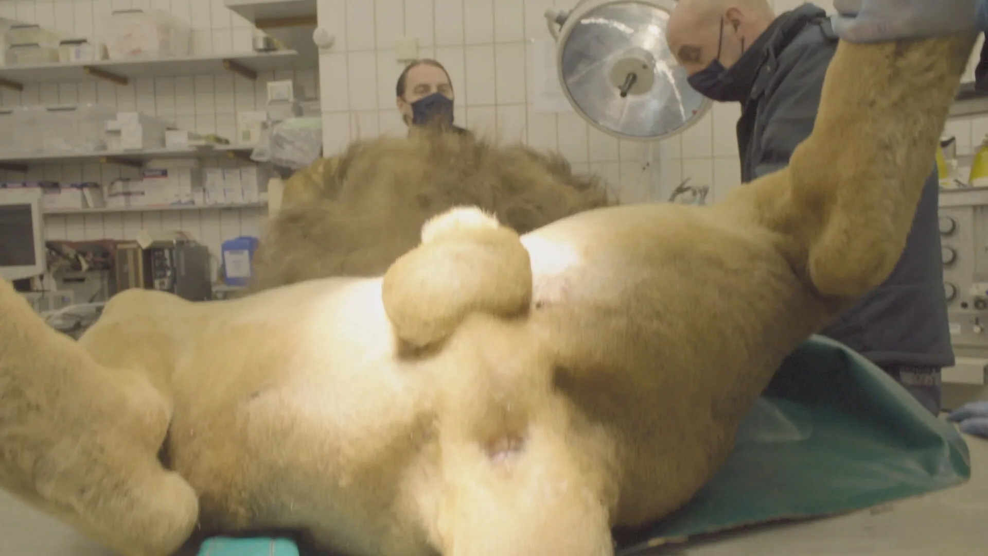 Leeuw Thor uit Burgers' Zoo raakt toegang tot zijn kroonjuwelen kwijt