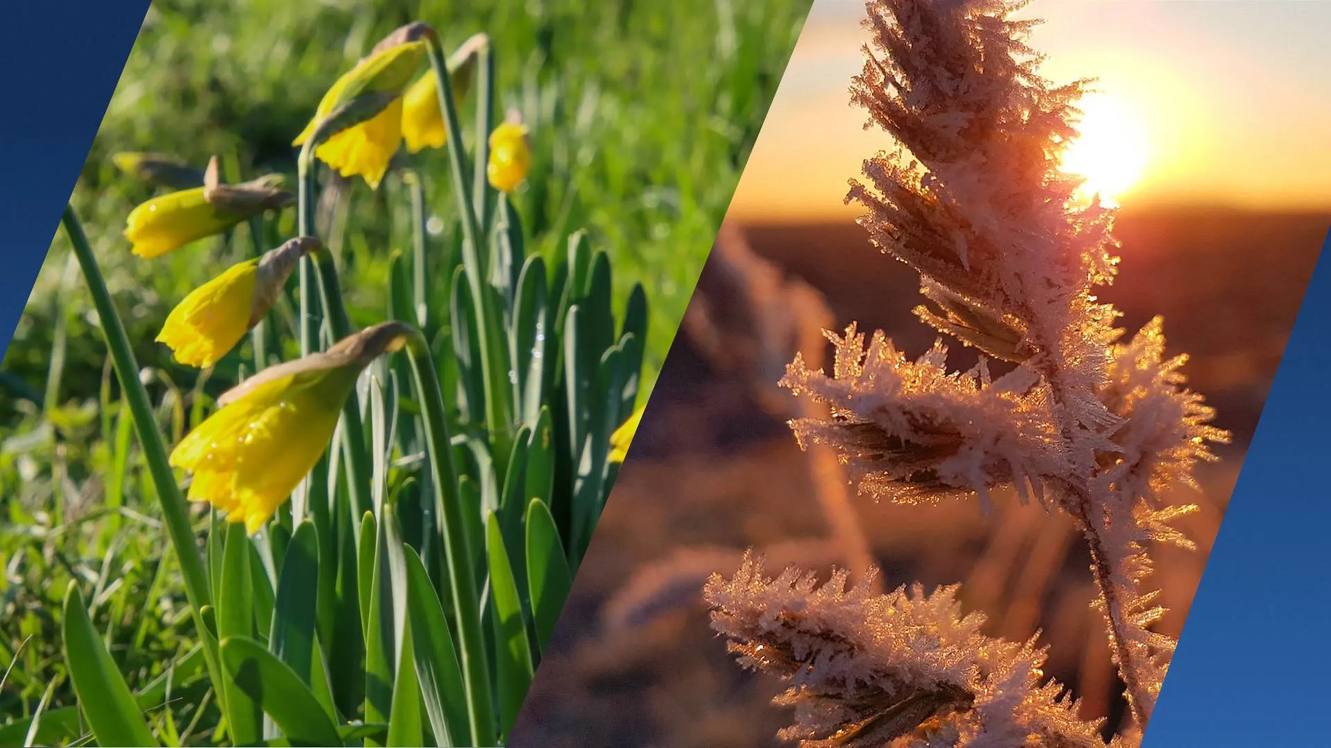 Wen er maar niet aan: winterkou keert snel terug na zachte dagen