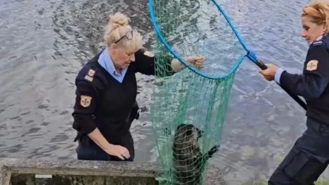 Dierenambulance redt exotisch dier uit kanaal: 'Niemand wilde haar hebben'