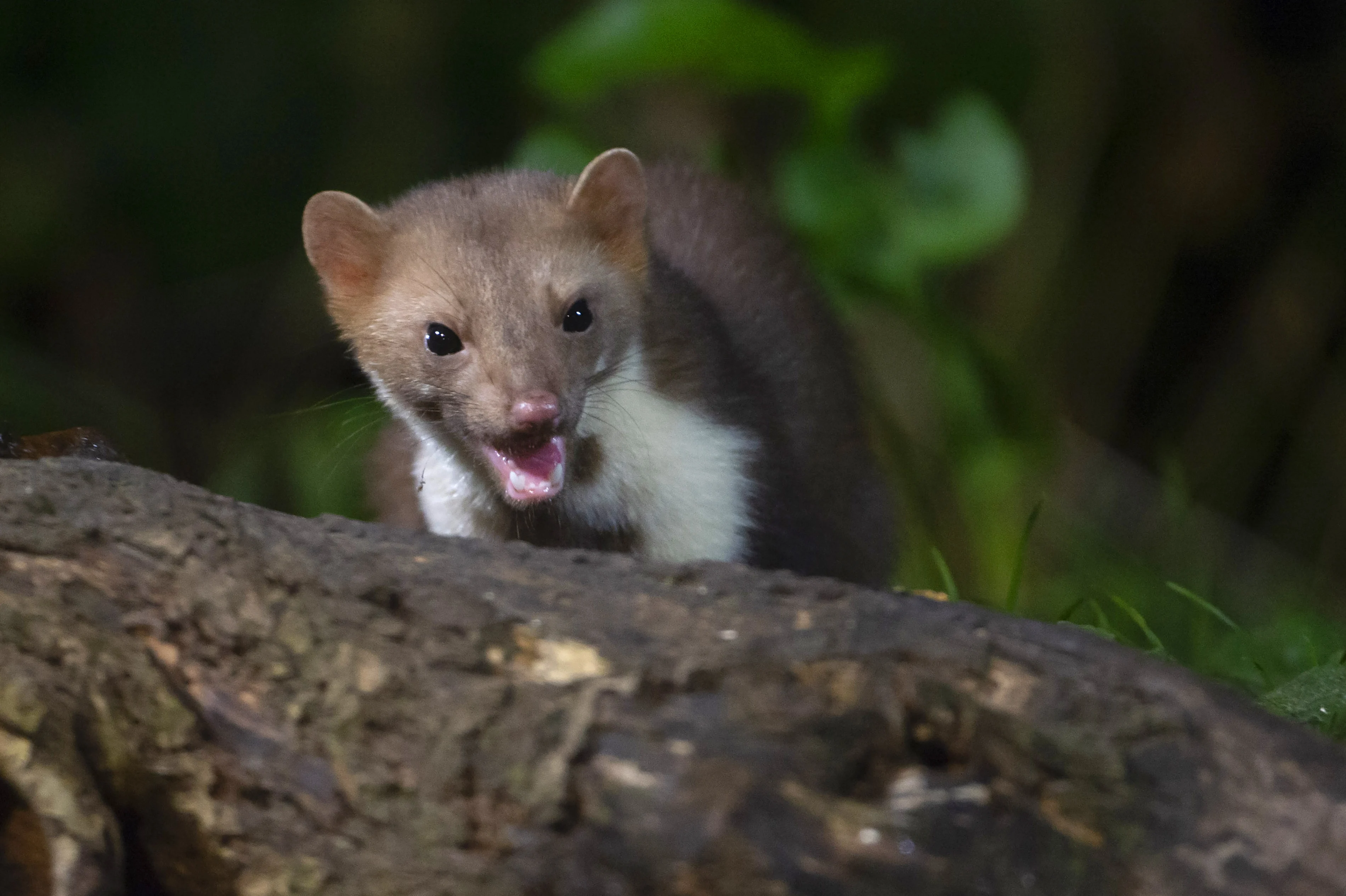 Steenmarter rukt op, brengt overlast en veel schade met zich mee