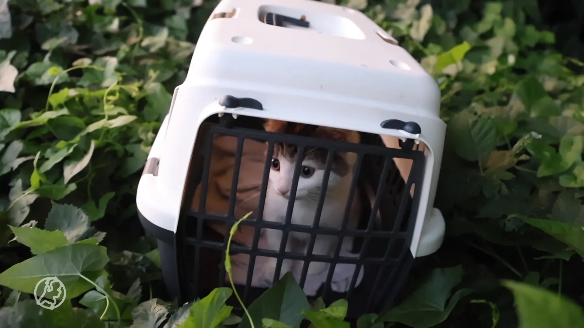 Gedumpt katje gevonden in bosjes in Rijswijk