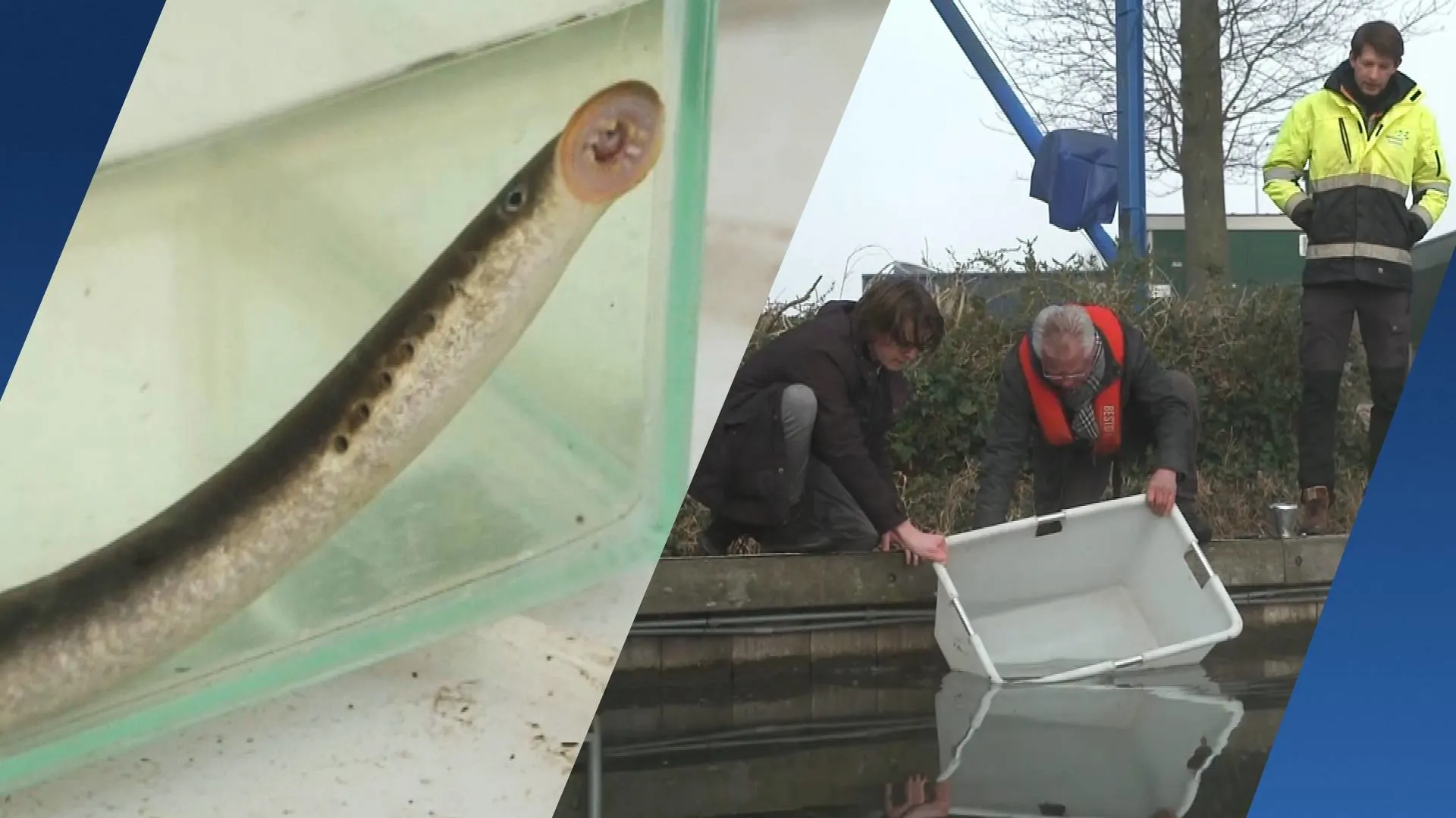 Deze opvallend uitziende vissen verkeren in nood, en dat is een groter probleem dan je denkt