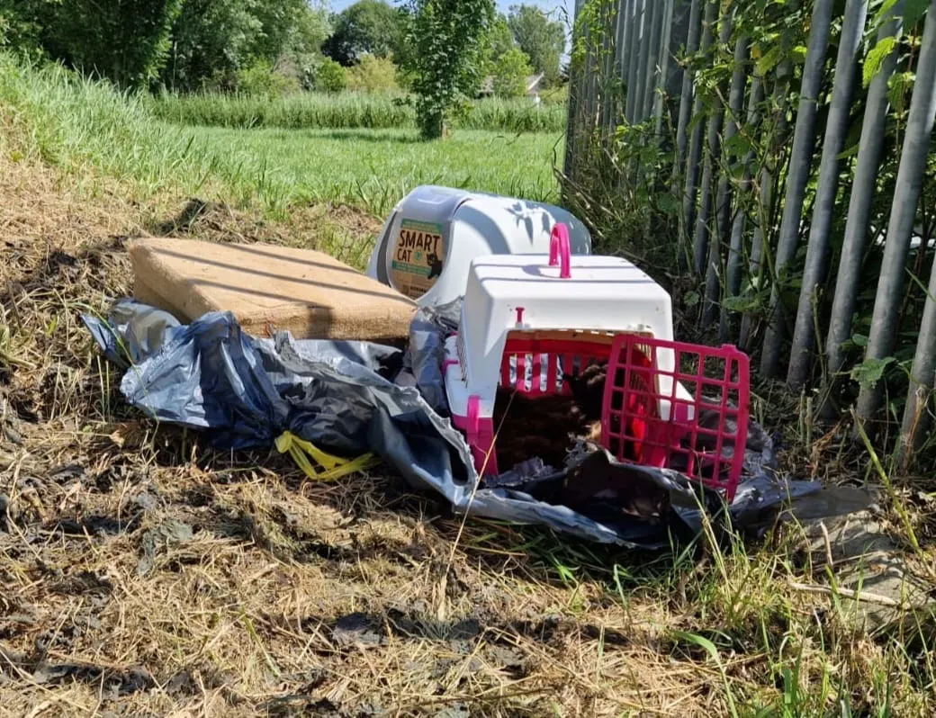 Gedumpte poezen stikken in vuilniszakken: 'Gevochten voor hun leven'