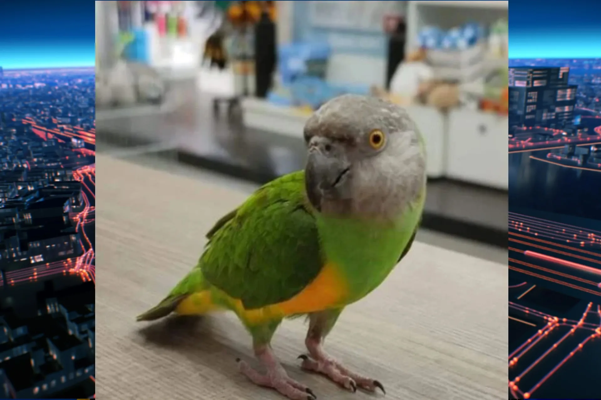 Vogel Queen gestolen uit dierenwinkel in Tilburg: 'Breng haar terug!'