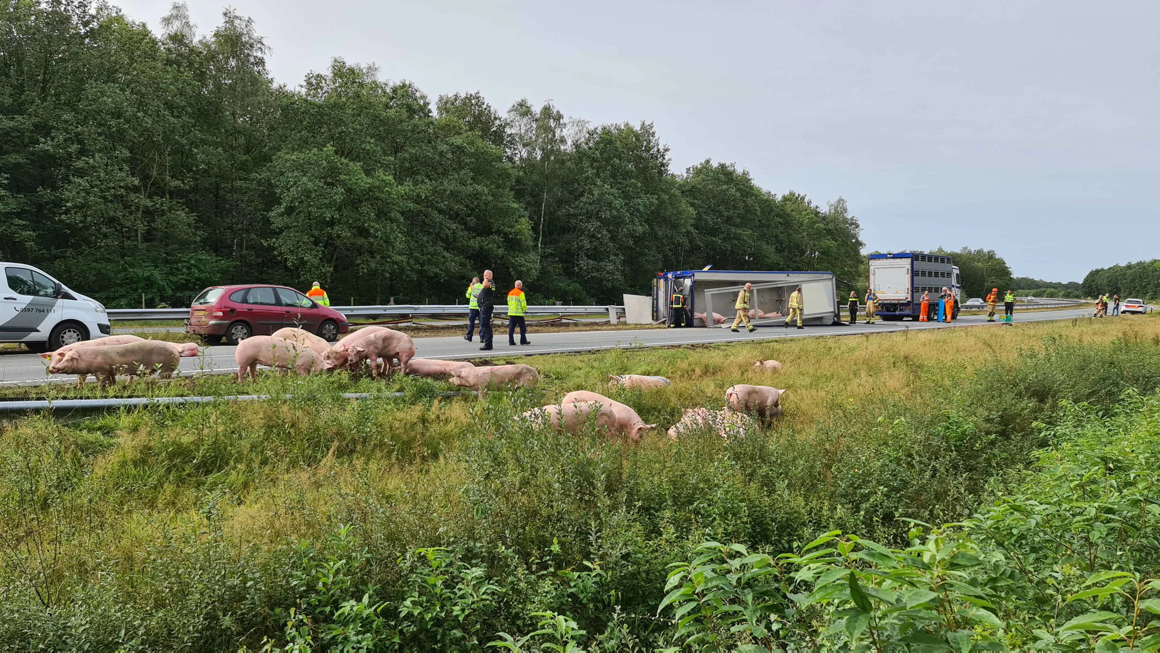 Aanhanger met varkens gekanteld op N33, dieren lopen over de weg