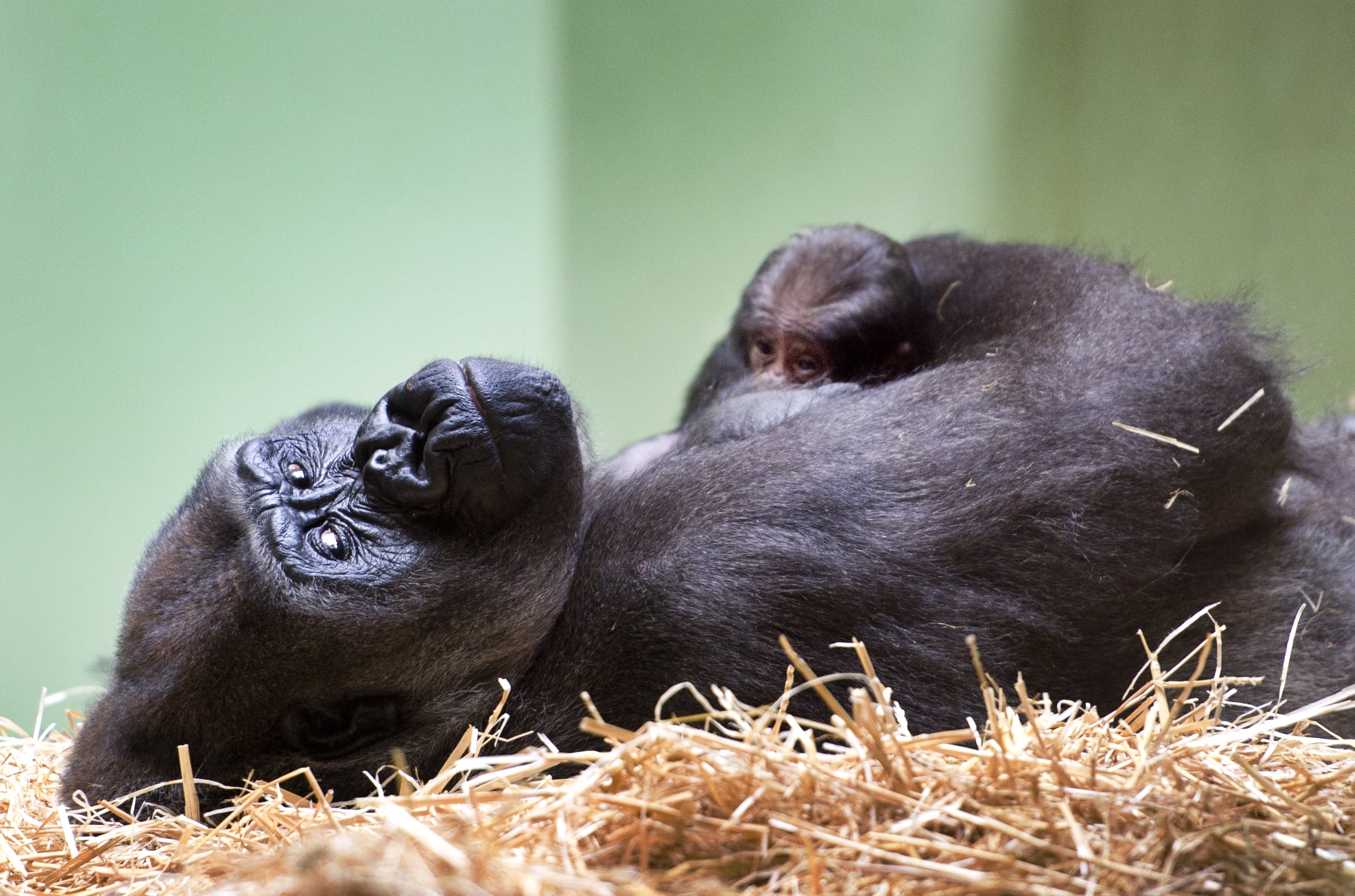 Geen coronavirus in Nederlandse dierentuinen