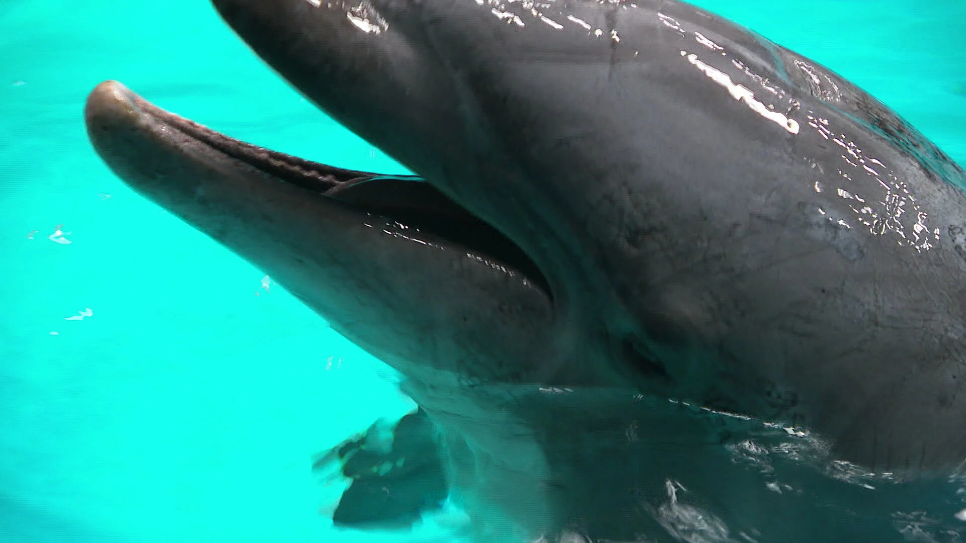 'Rusland maakt gebruik van dolfijnen in oorlog tegen Oekraïne'