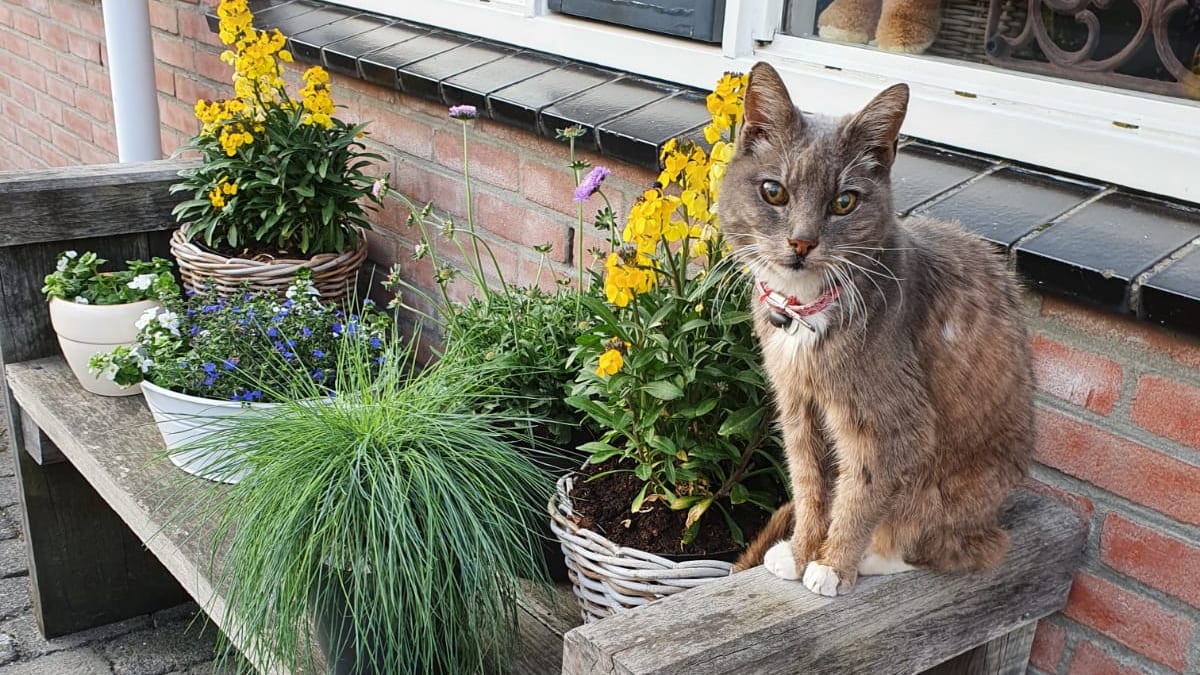 Kat Breezer sterft een mysterieuze dood, mogelijk vermoord door jongeren