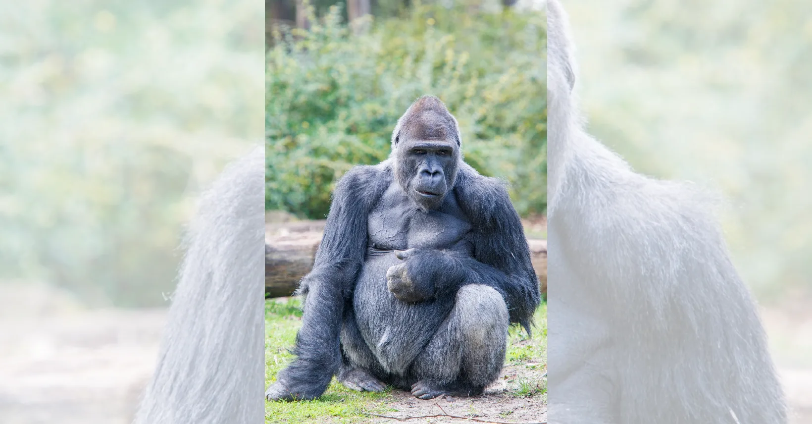 Gorilla Bao Bao (40) overleden in Apenheul