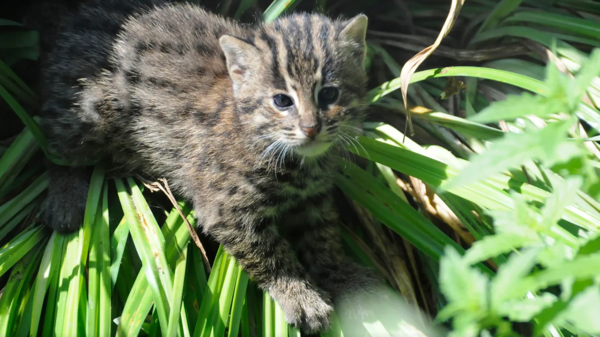 Vissende kat weet twee keer te ontsnappen uit verblijf in Diergaarde Blijdorp