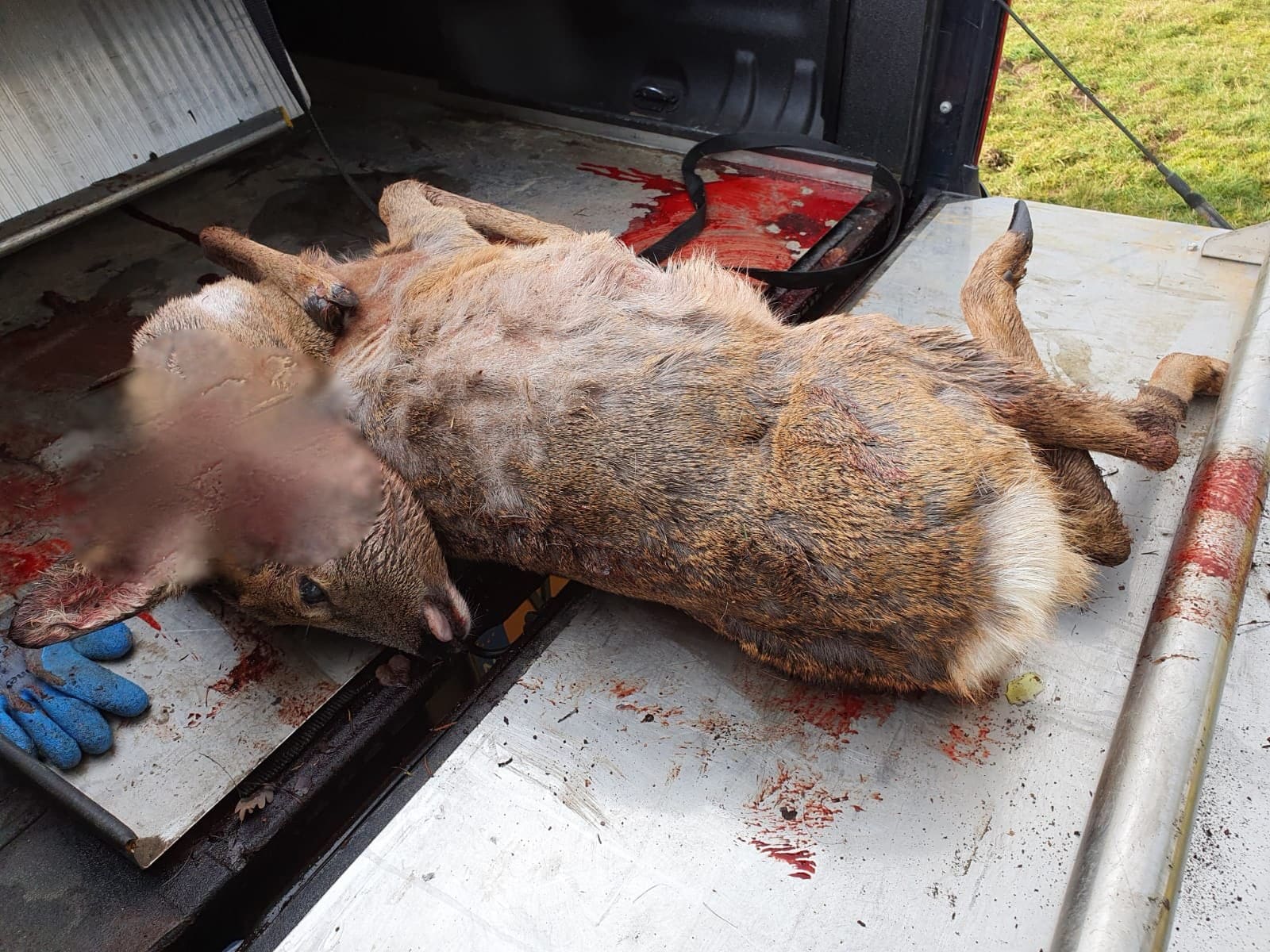 Loslopende honden verslinden wilde dieren in het bos: 'Voorkom onnodig dierenleed'