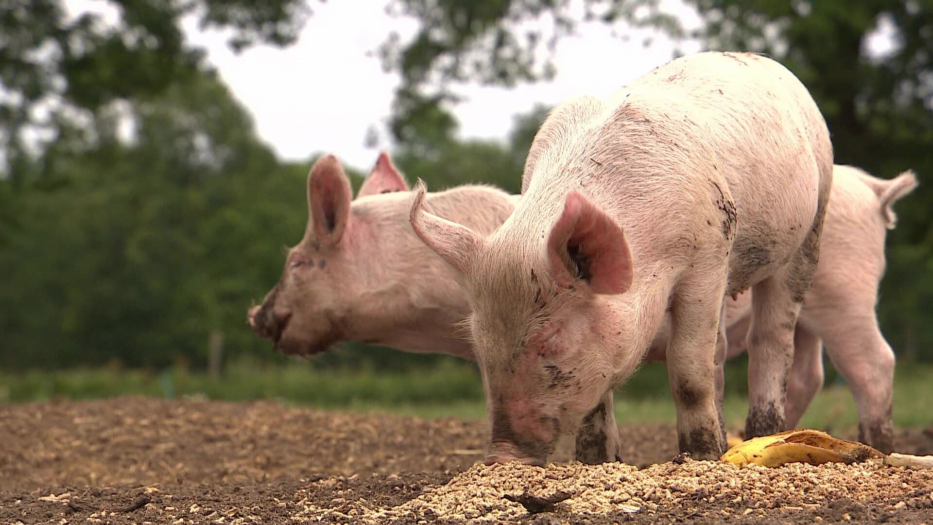 Dierenarts Kees krijgt eindelijk herdenkingsdag voor geruimde dieren: 'Voelde me een beetje moordenaar'