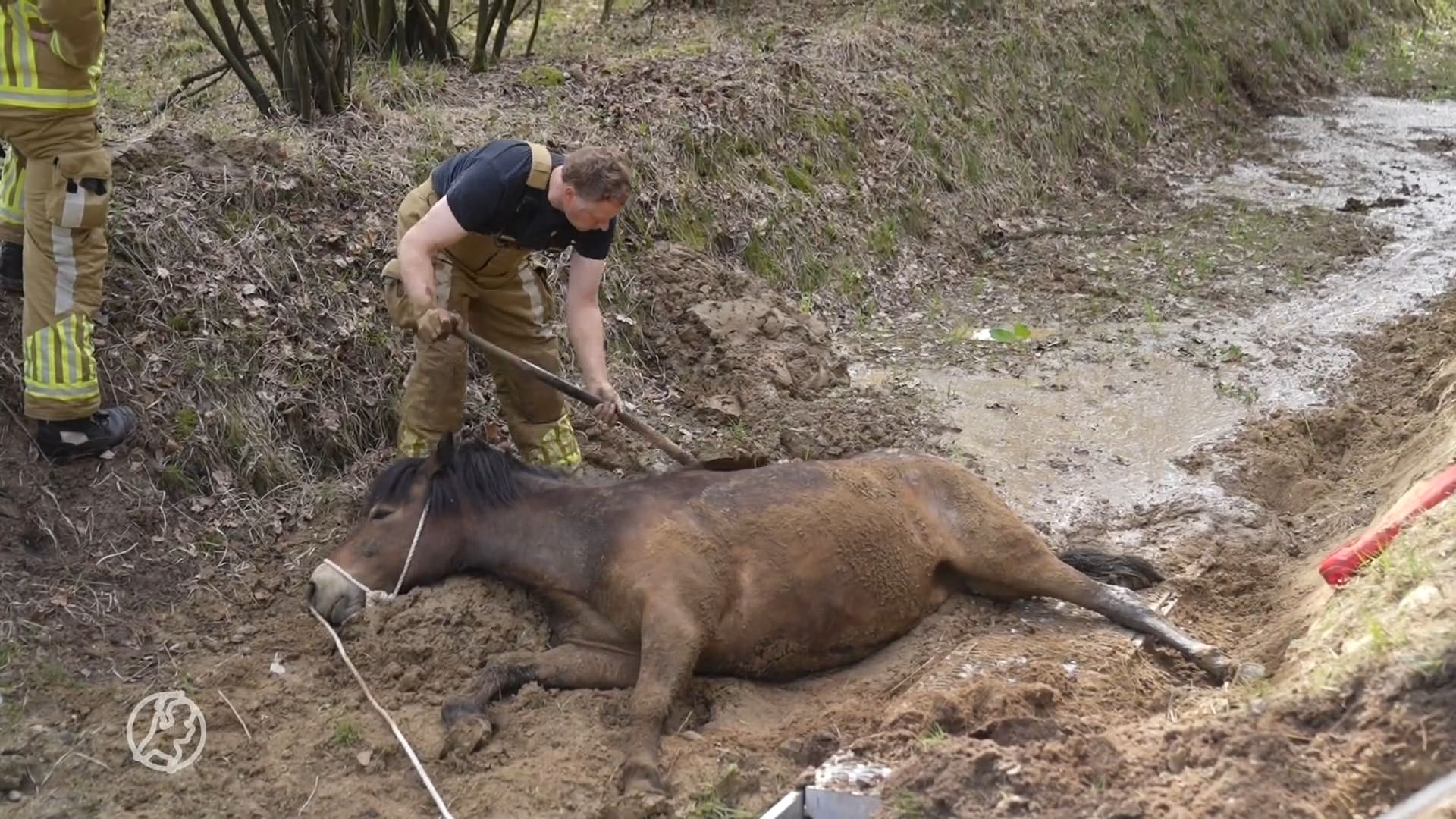 Reddingsoperatie met trekker, brandweer en dierenarts: paard uit drijfzand gehaald