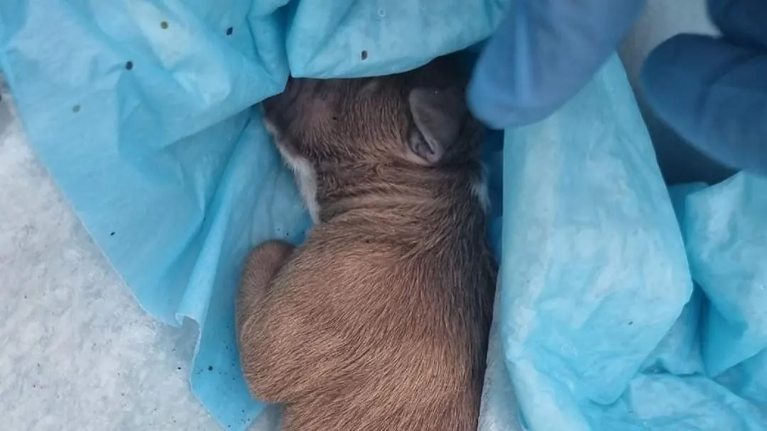 Dode puppy gevonden in schoenendoos in Amsterdam, eigenaar spoorloos