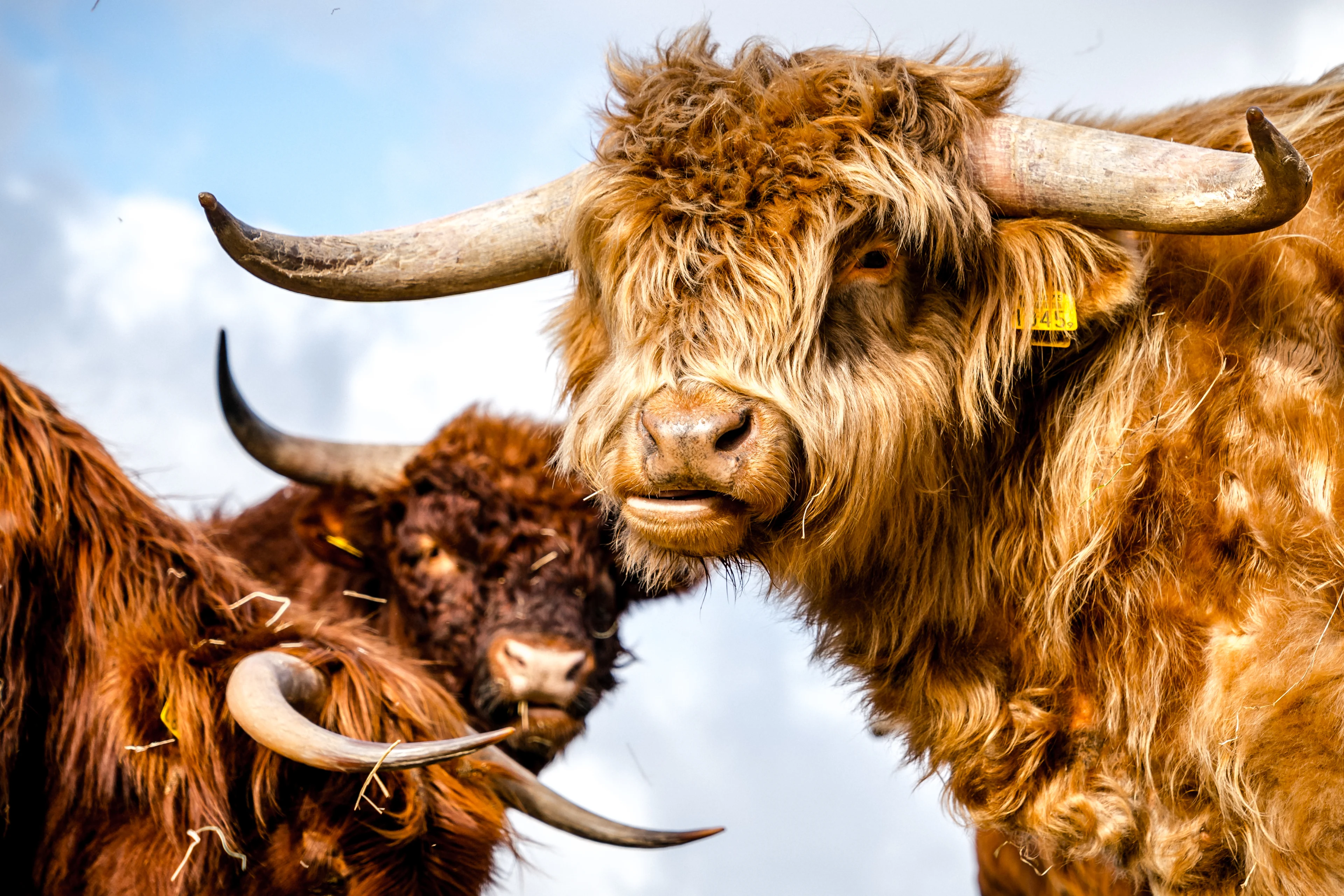 Jong stel 'opgewacht' door kudde Schotse Hooglanders in Biddinghuizen
