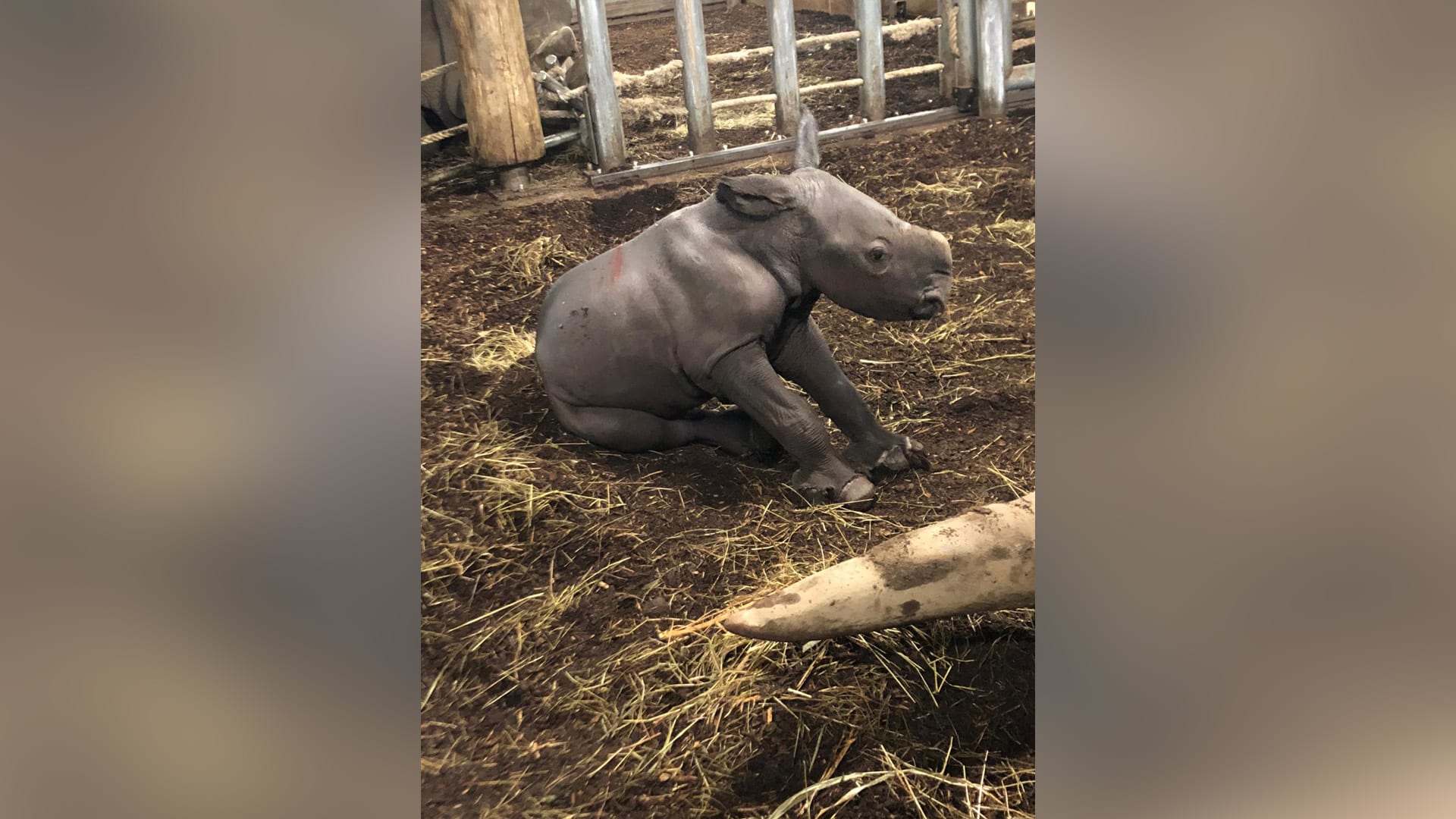 Beschuit met muisjes in Burgers' Zoo: Er is een breedlipneushoorntje geboren