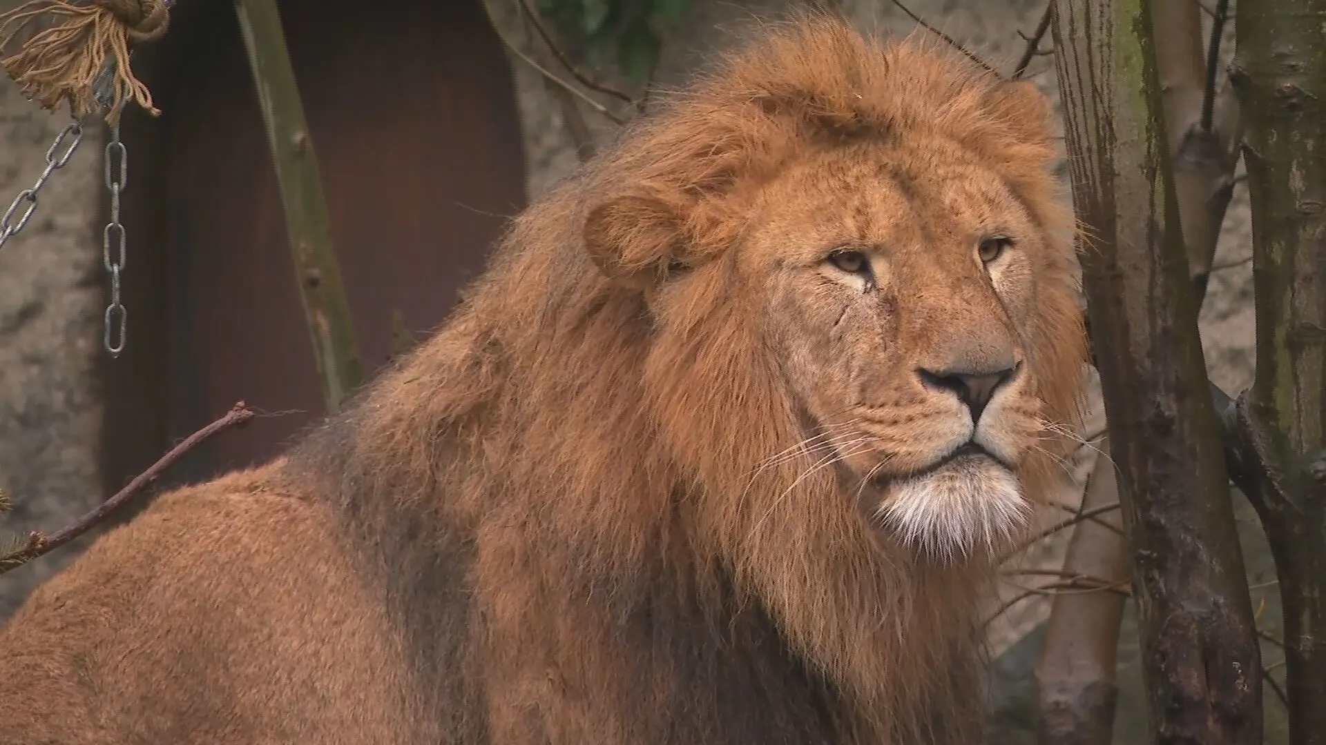 Noodlijdend Artis doet leeuwendeel van grote katten weg