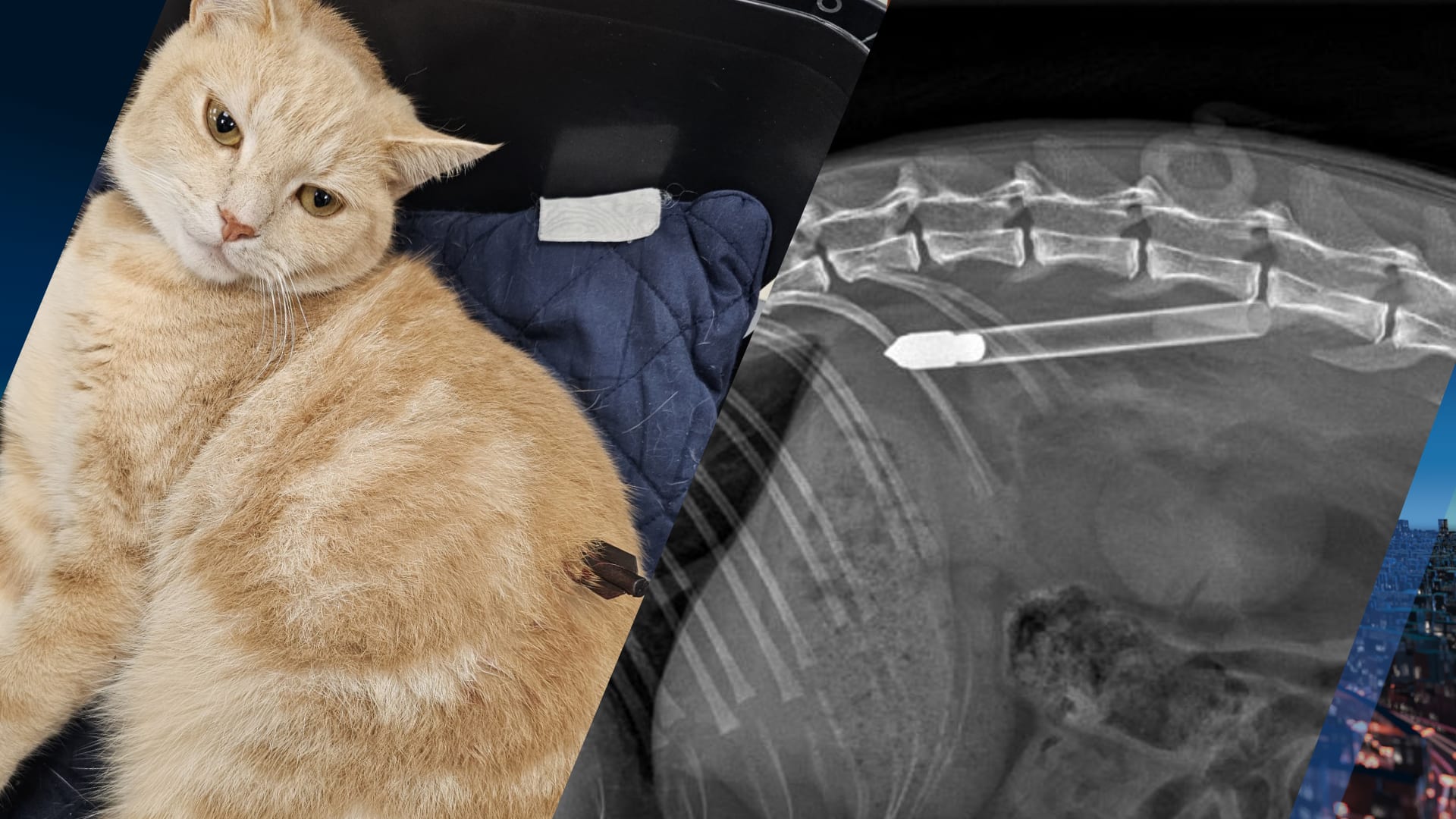 Schok in Waddinxveen: kat Whiskey doodgeschoten met pijl