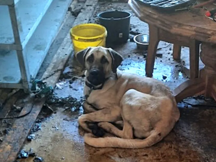 Inspectie redt opnieuw zwaar verwaarloosde honden op bedrijventerrein in Dronten