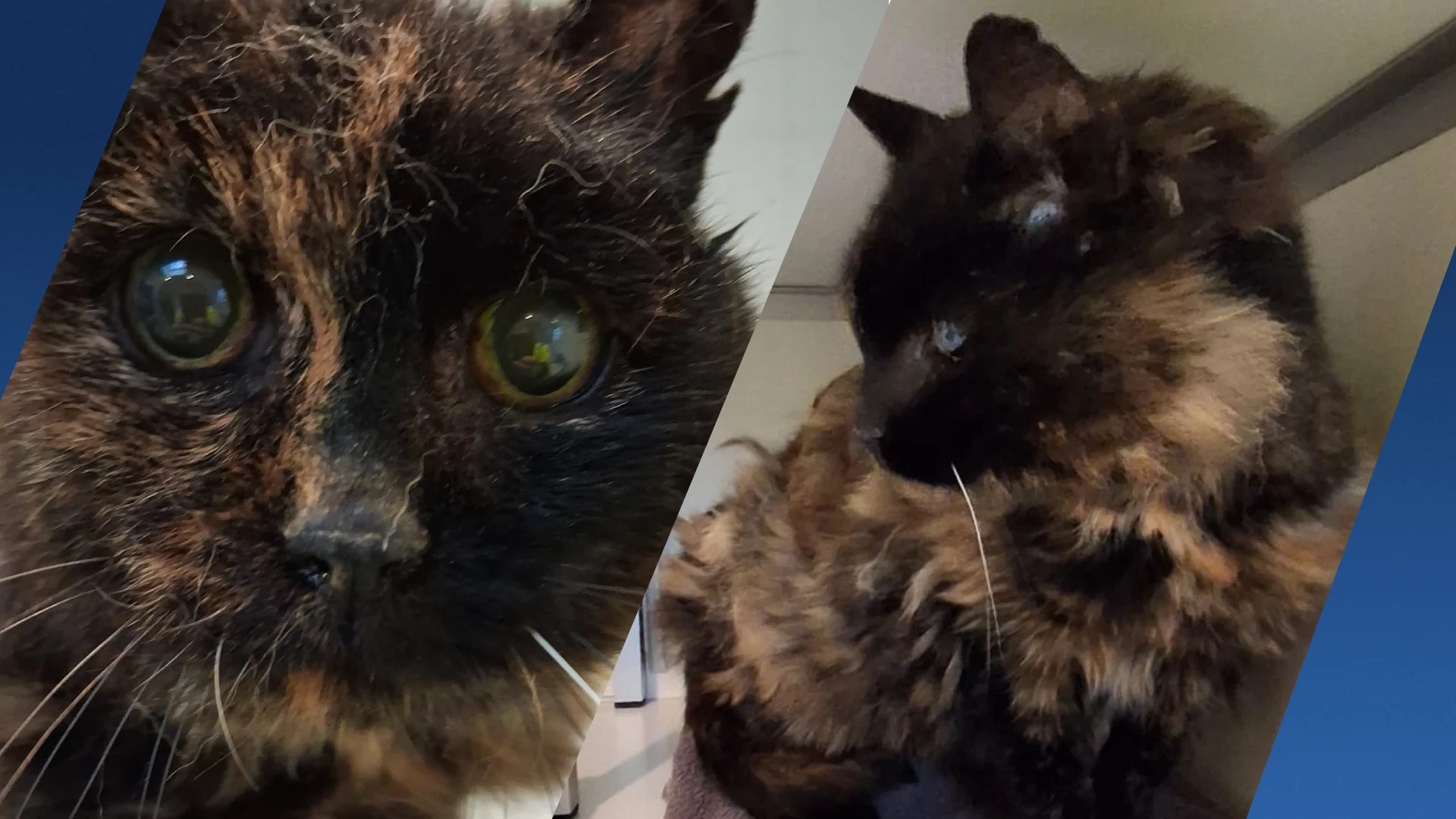 Na 10 jaar is vermiste poes Chickie gevonden: 'Ben zo gelukkig!'