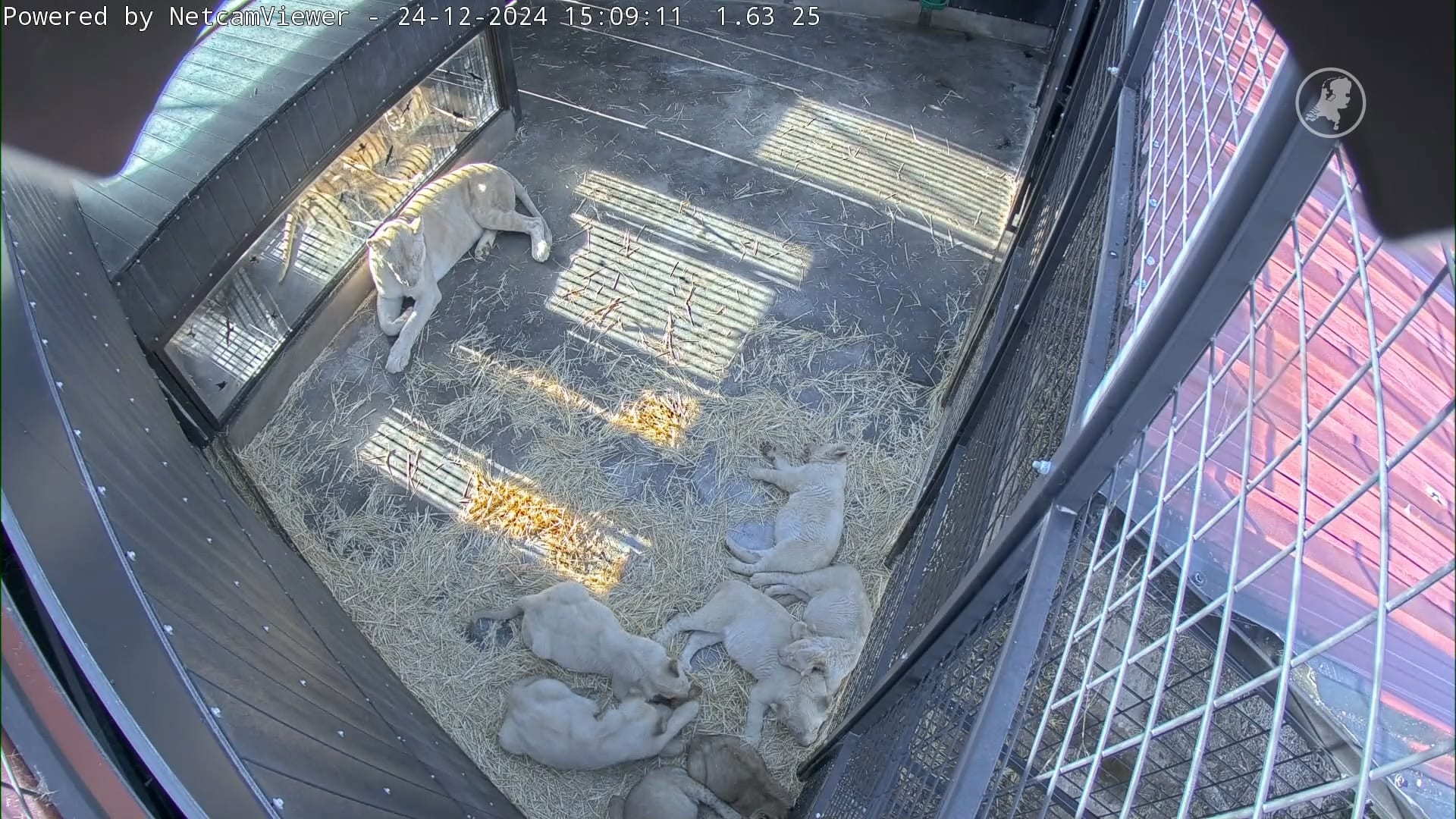 Geredde circuswelpjes vanaf nu live te volgen via 'welpcam'