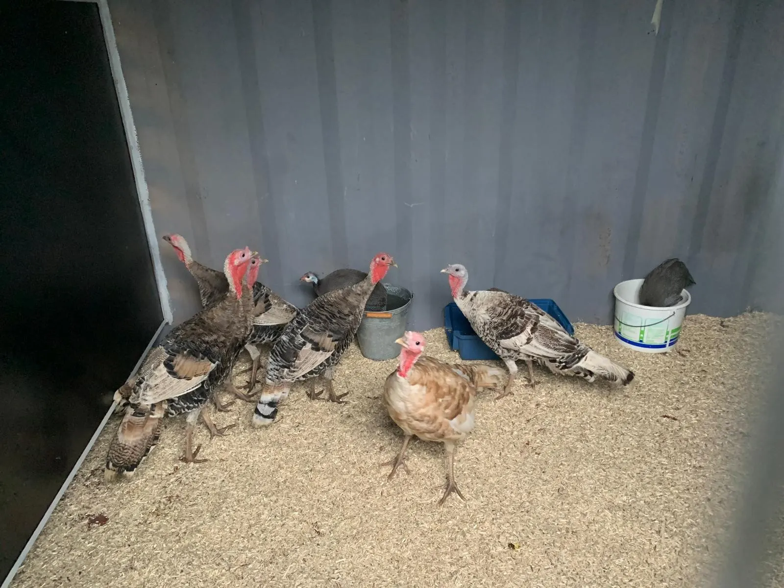 Grote club kloeke kalkoenen aangetroffen op straat Honselersdijk