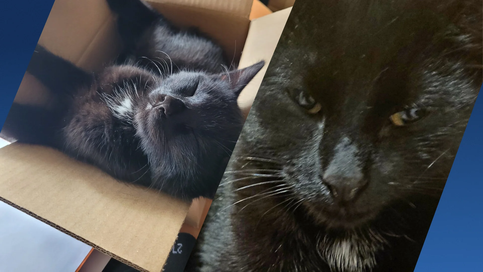 Kat Gurbe mishandeld door kinderen: 'Hij trok zichzelf over de stoep'