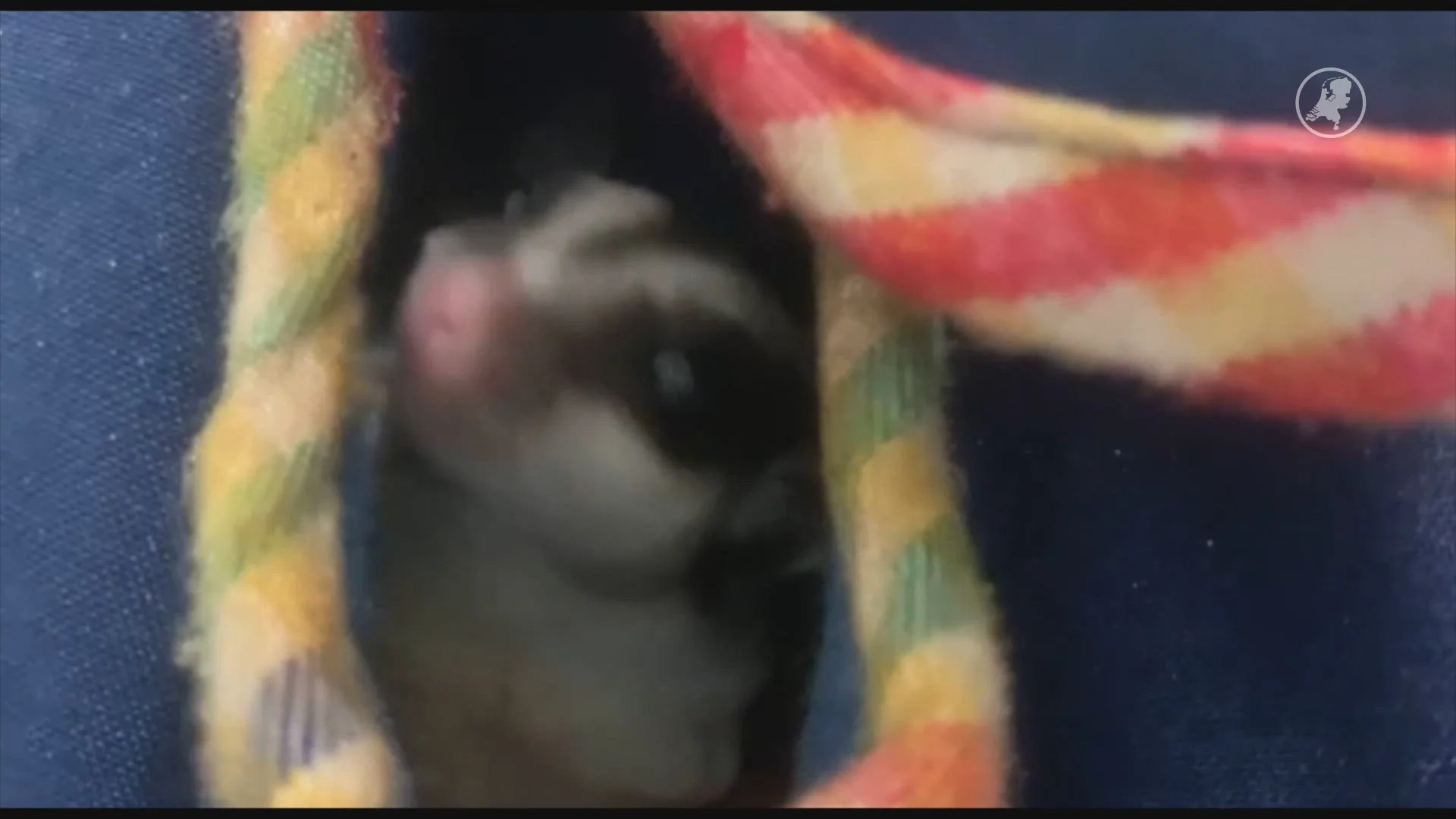 Vorig jaar meer exotische dieren in nood, vooral veel 'vliegeekhoorns'