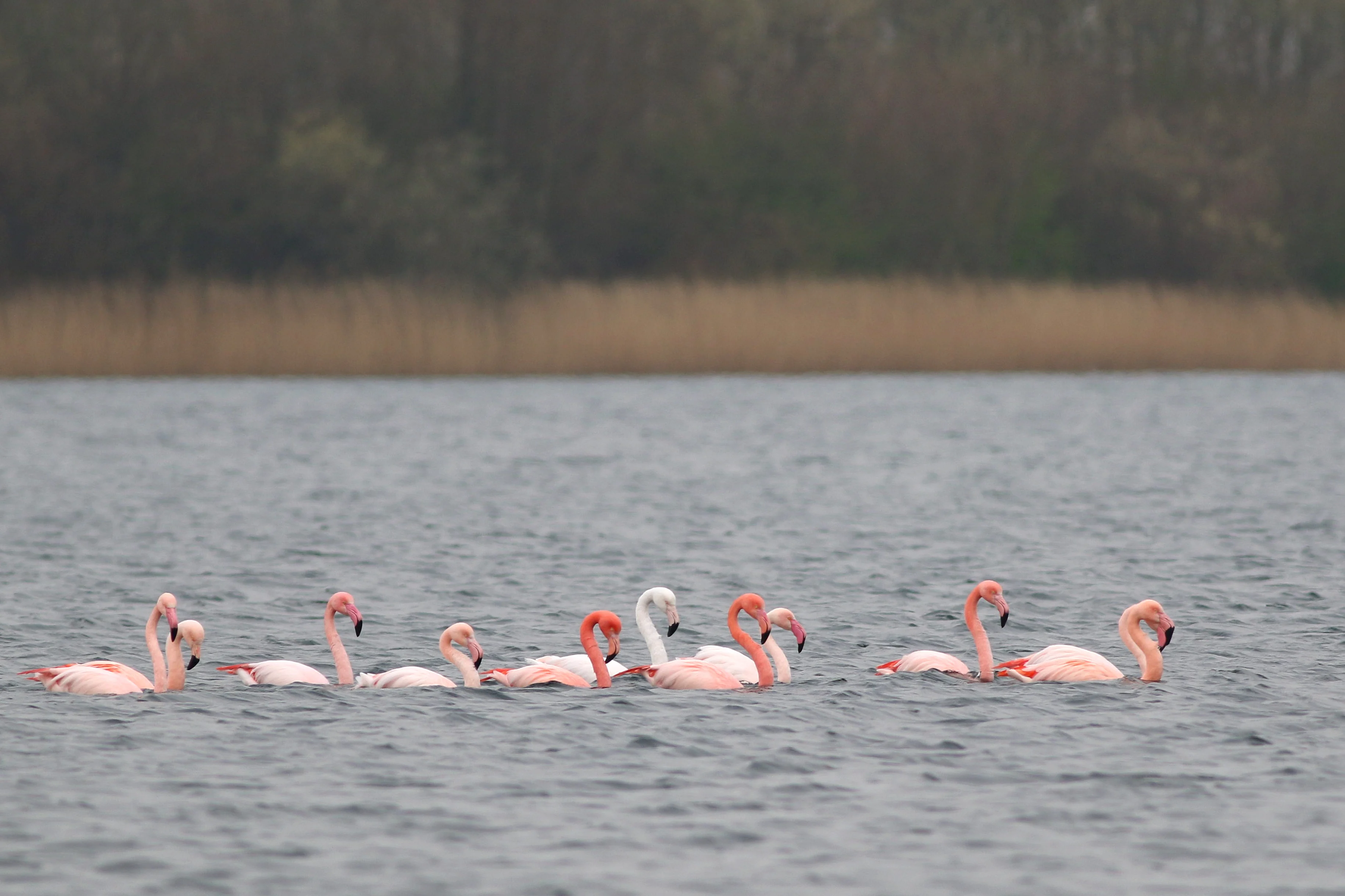 Bijzonder plaatje: elf flamingo's kleuren plas in Rotterdam zuurstokroze
