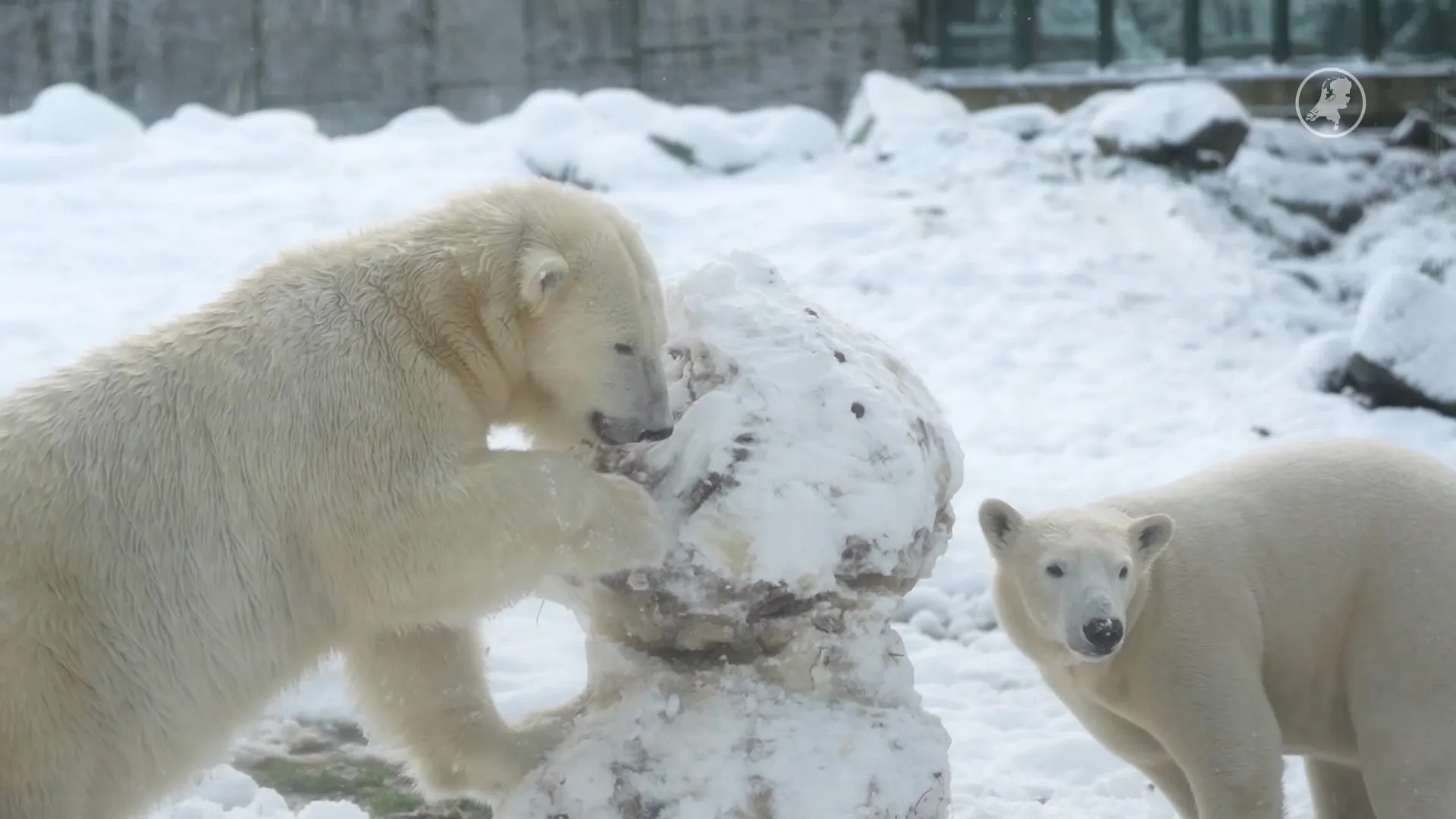 ZIEN: ijsberen slopen een sneeuwpop 