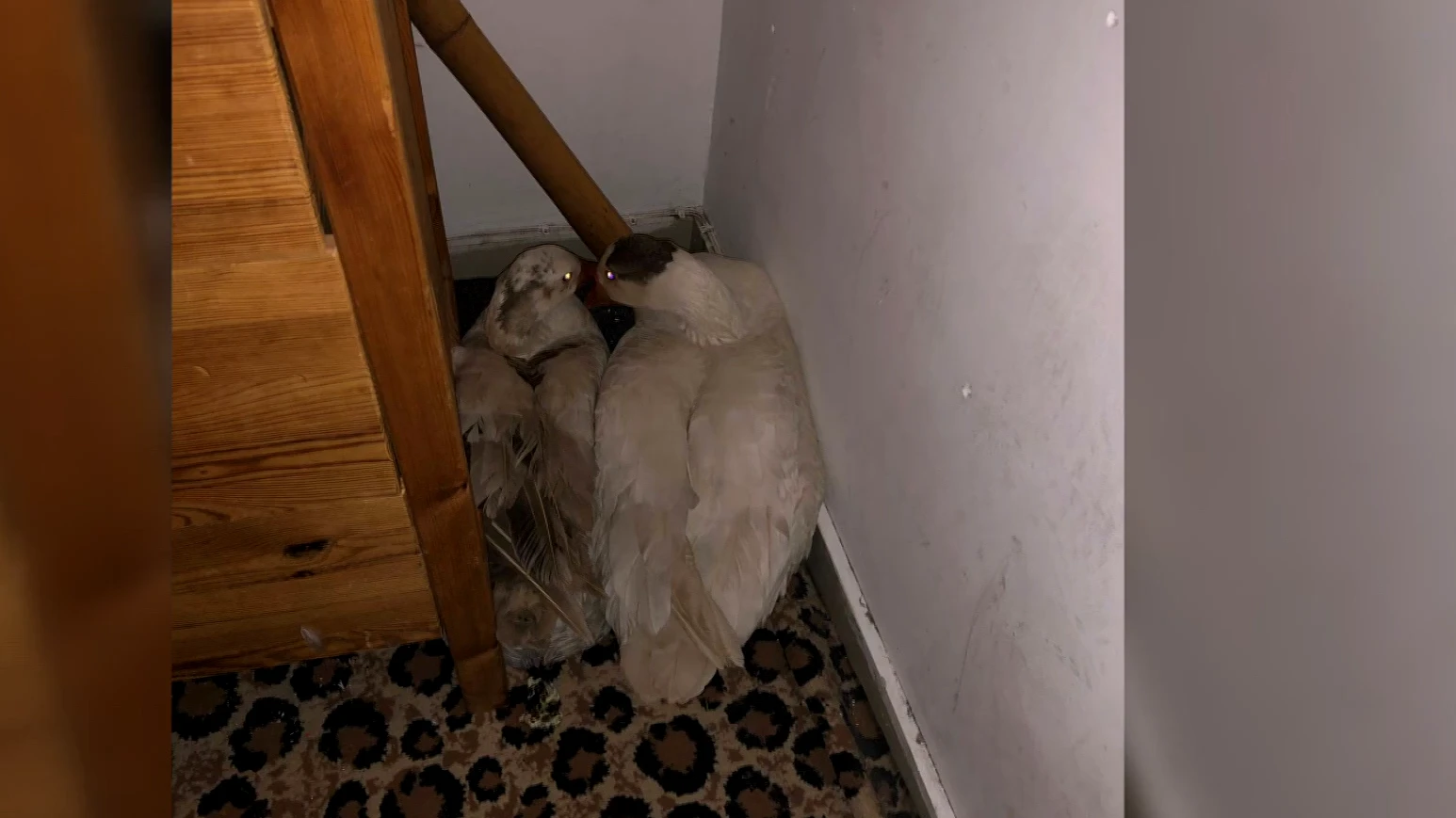 Dierenorganisaties doen aangifte tegen Vindicat-studenten om 'ganzengate'