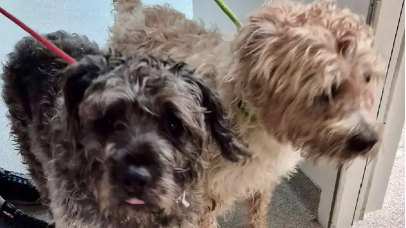 Getuigen gezocht! Twee onverzorgde honden gedumpt in Rotterdams park