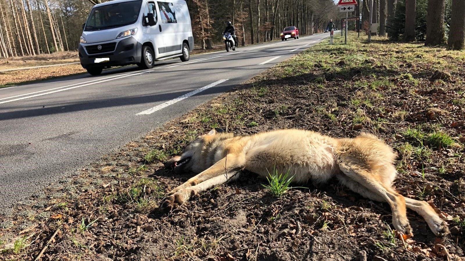 Wolvin doodgereden op provinciale weg bij Ede