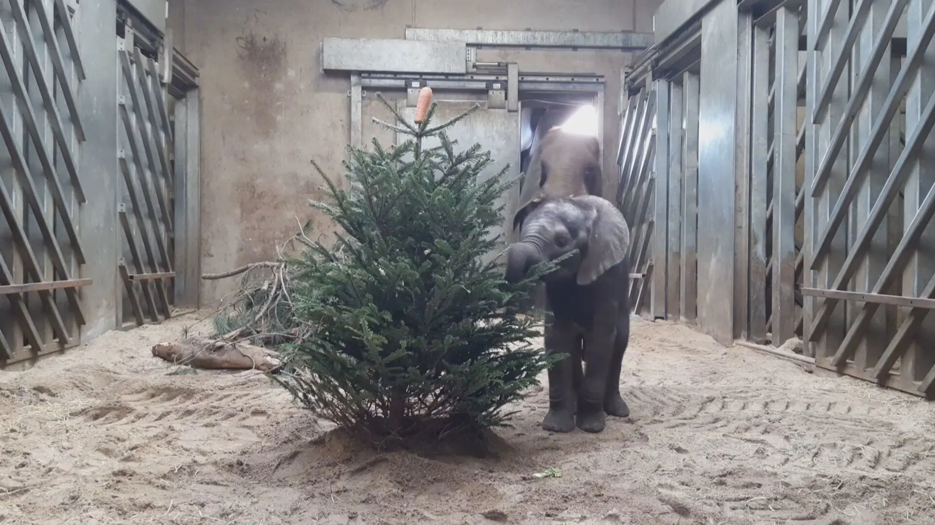 ZIEN: Babyolifant Bumi geniet van zijn eerste kerst
