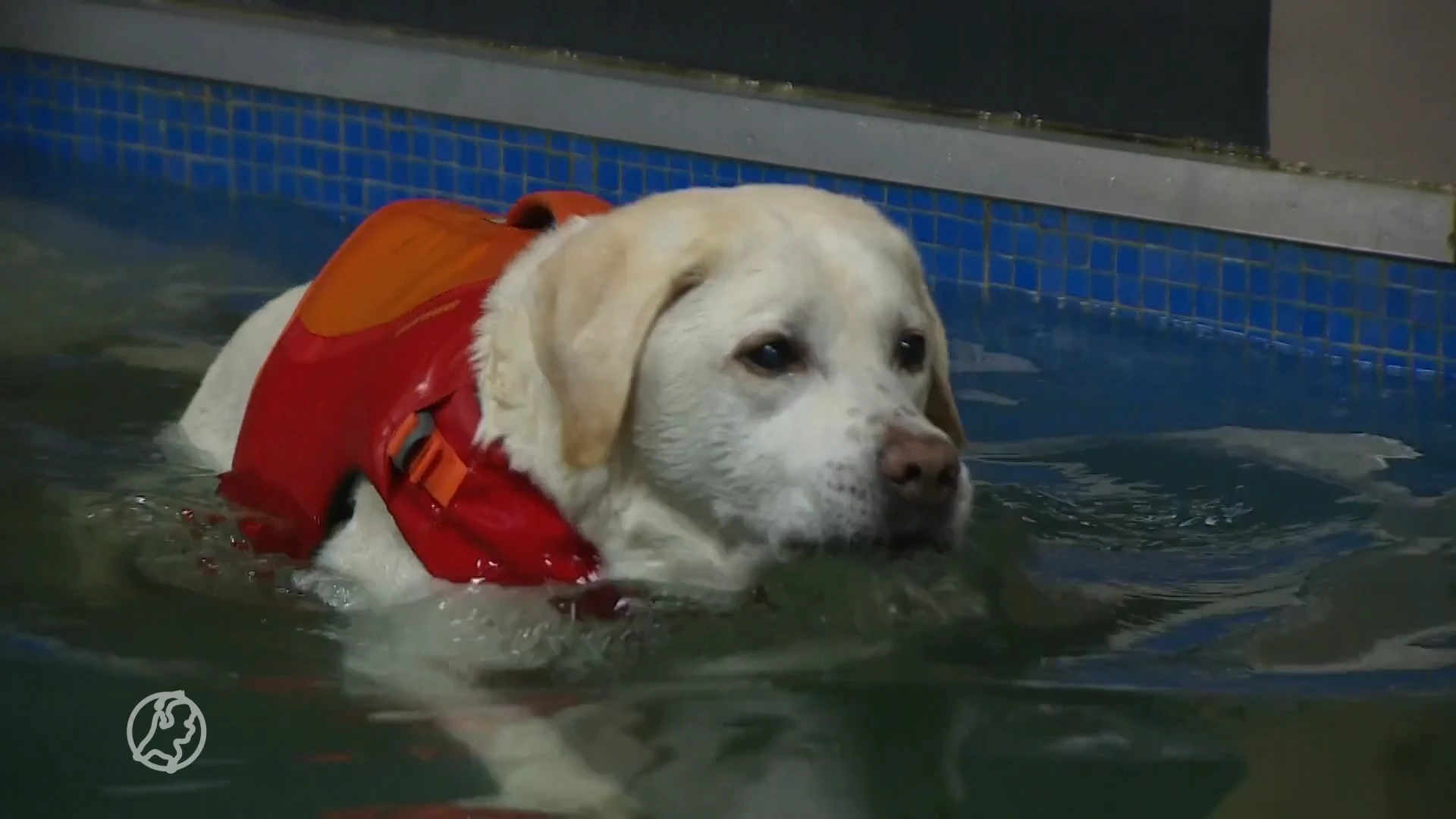 Hond Tim overleeft kanker en zwemt nu duizenden euro's bij elkaar voor onderzoek