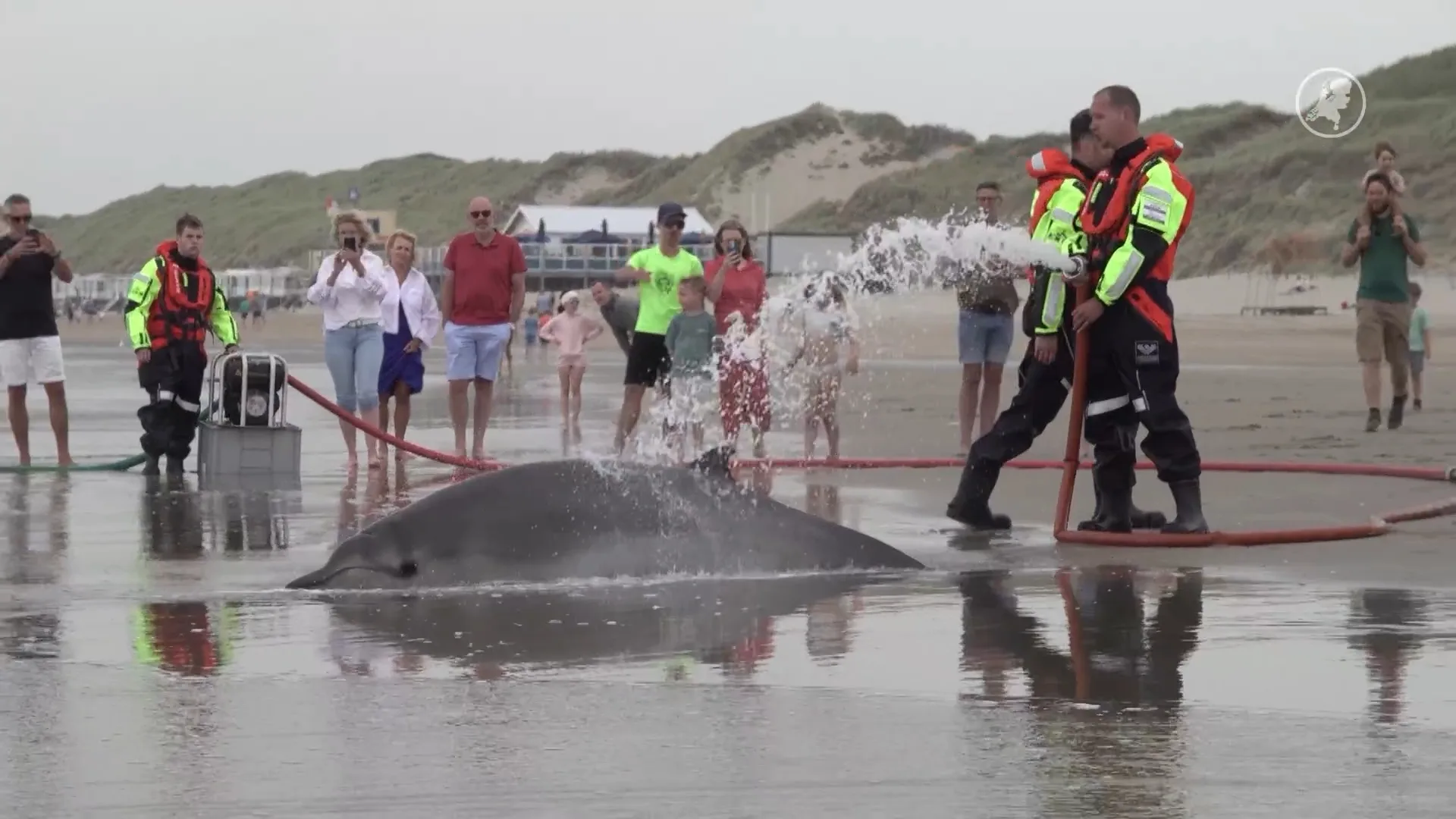 Doodsoorzaak aangespoelde spitssnuitdolfijnen bij Heemskerk bekend