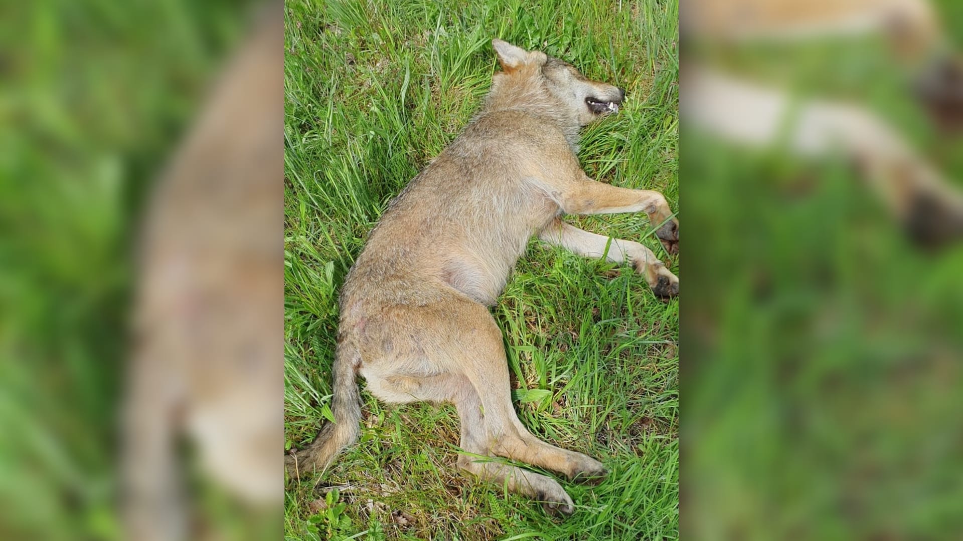 Voor het eerst een dode wolf gevonden in Friesland