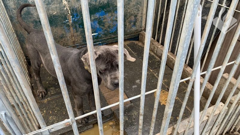 Verwaarloosde honden in beslag genomen: 'In een ruimte zonder ventilatie en daglicht'