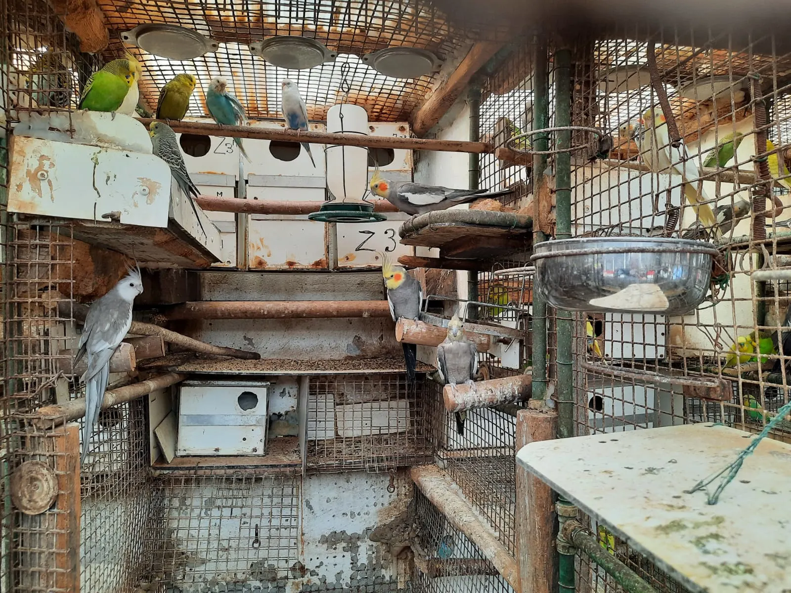 Honderden verwaarloosde vogels aangetroffen in te krappe en smerige volière