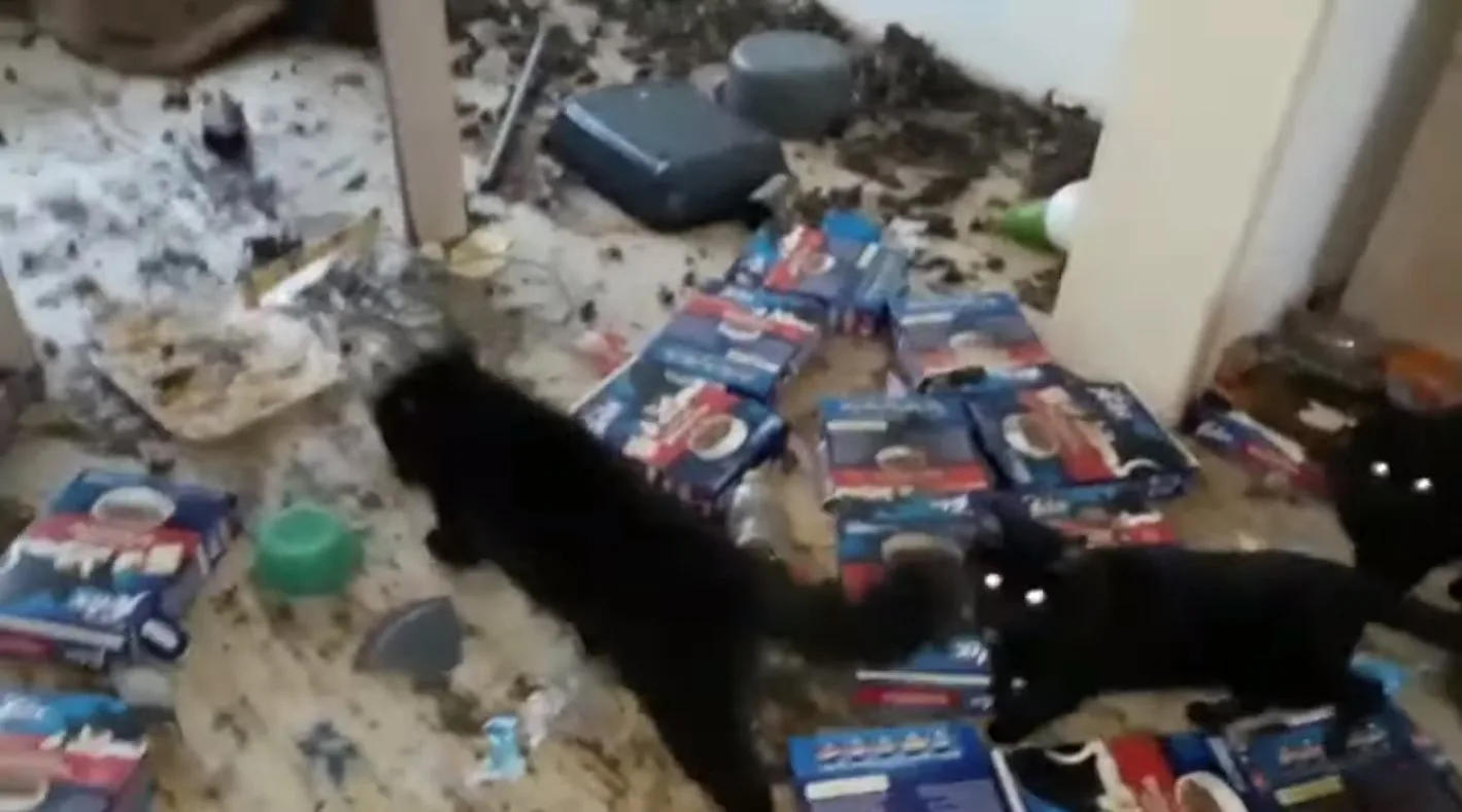 Dierenbescherming vindt 58 verwaarloosde katten tussen de uitwerpselen in Katwijk